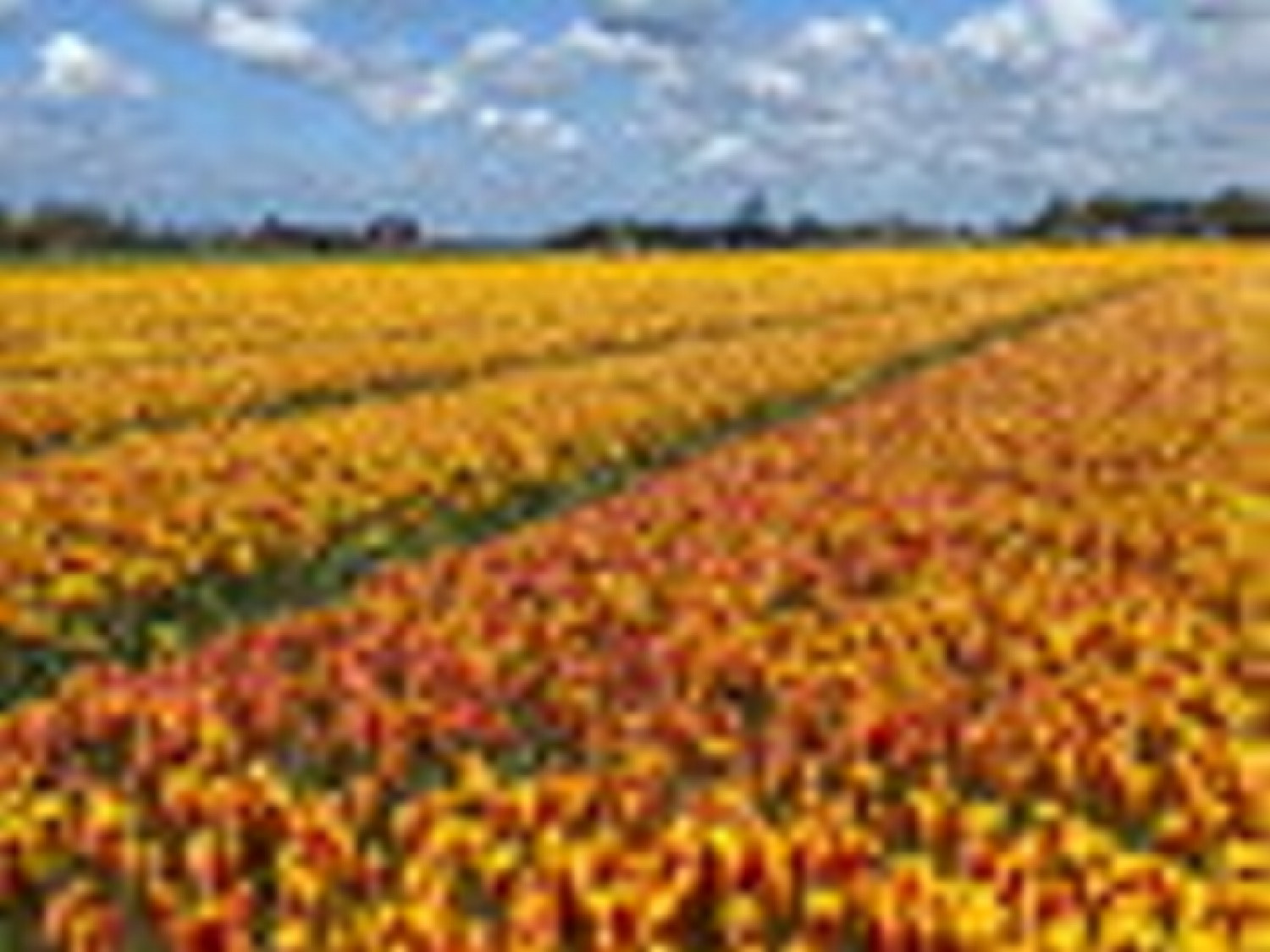 Tulpan ‘Clusiana Chrysantha’ BIO