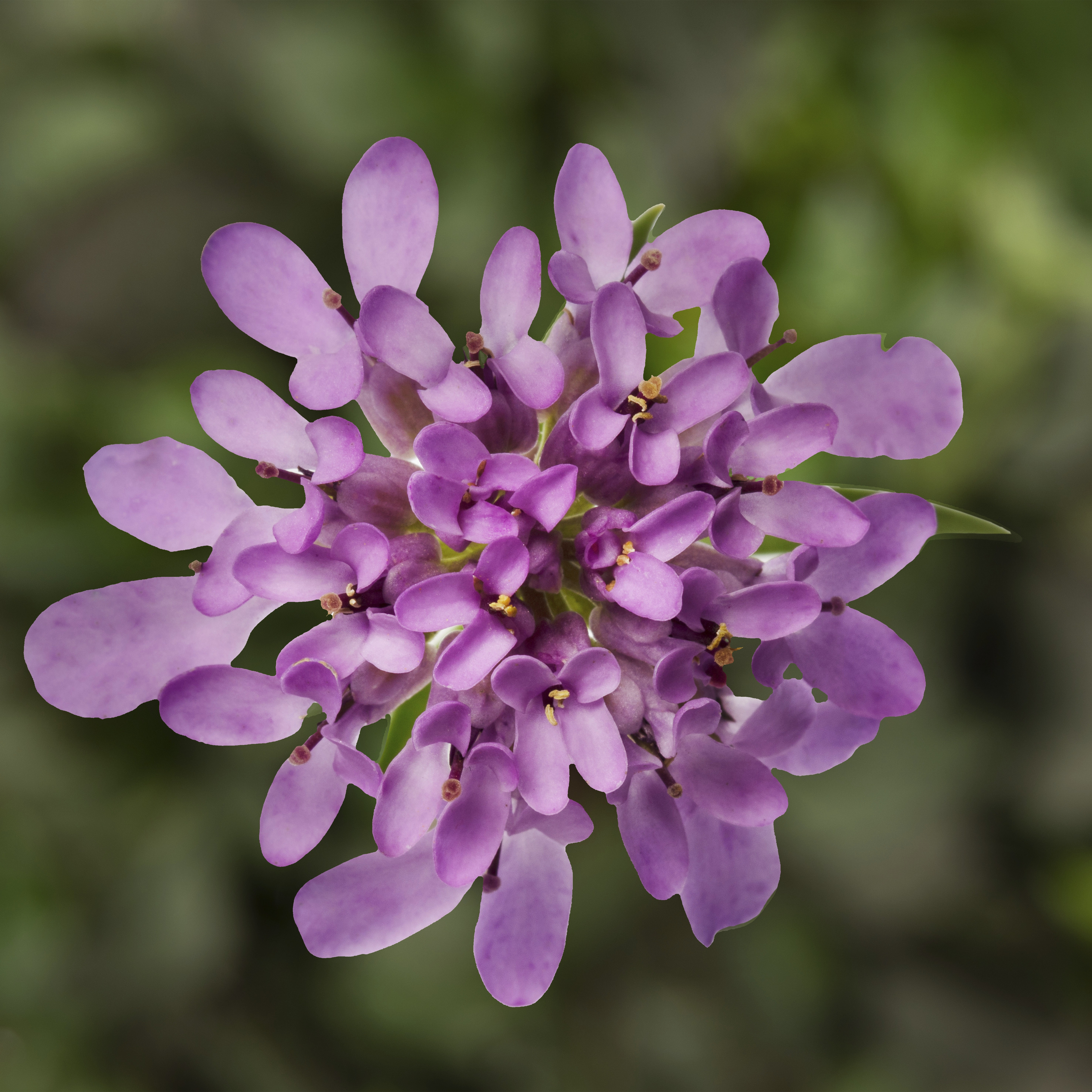 Snøsløyfe 'Mermaid Lavender'