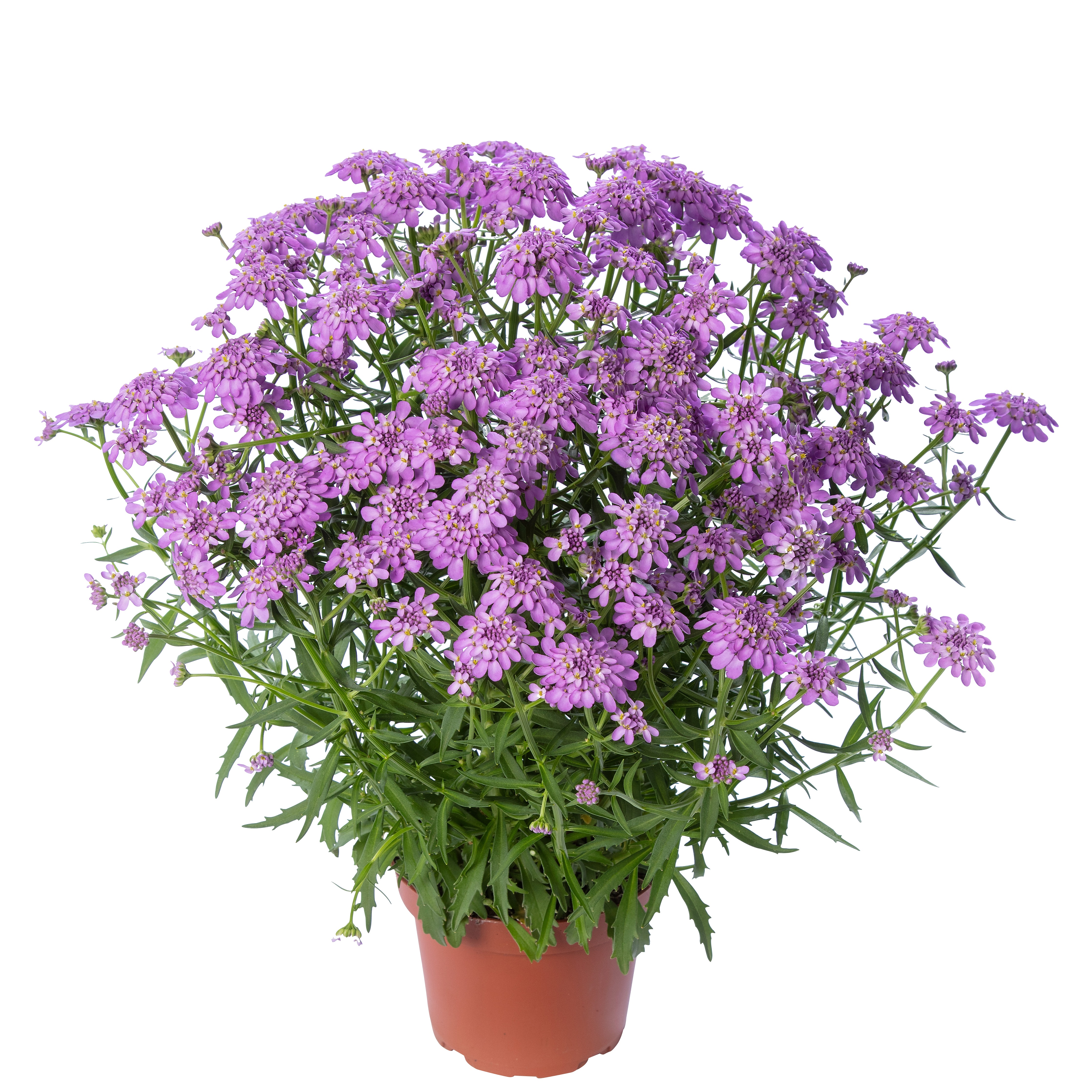 Snøsløyfe 'Mermaid Lavender'