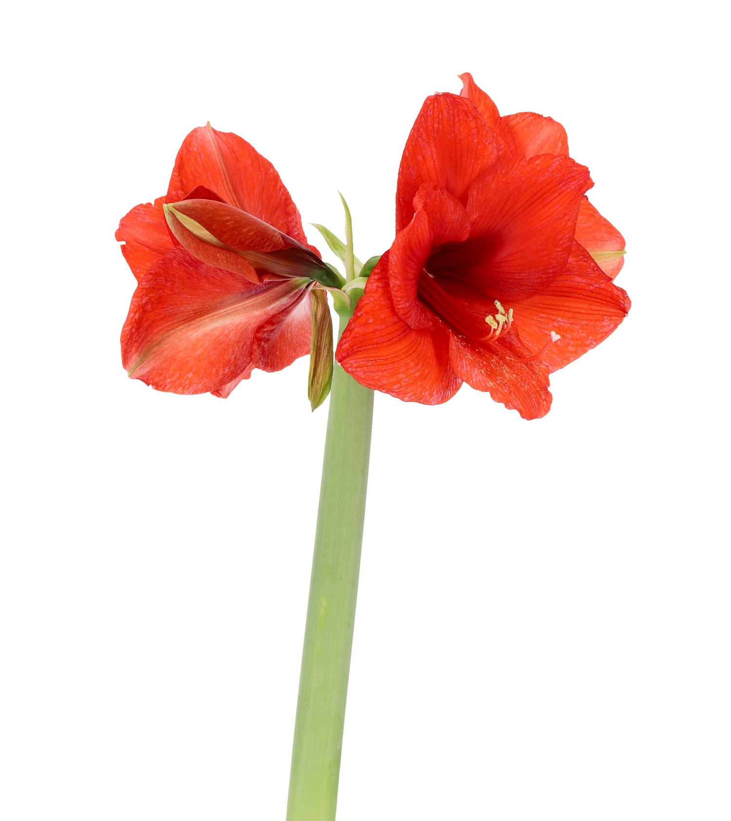Amaryllis 'Rondella' 2-stilker
