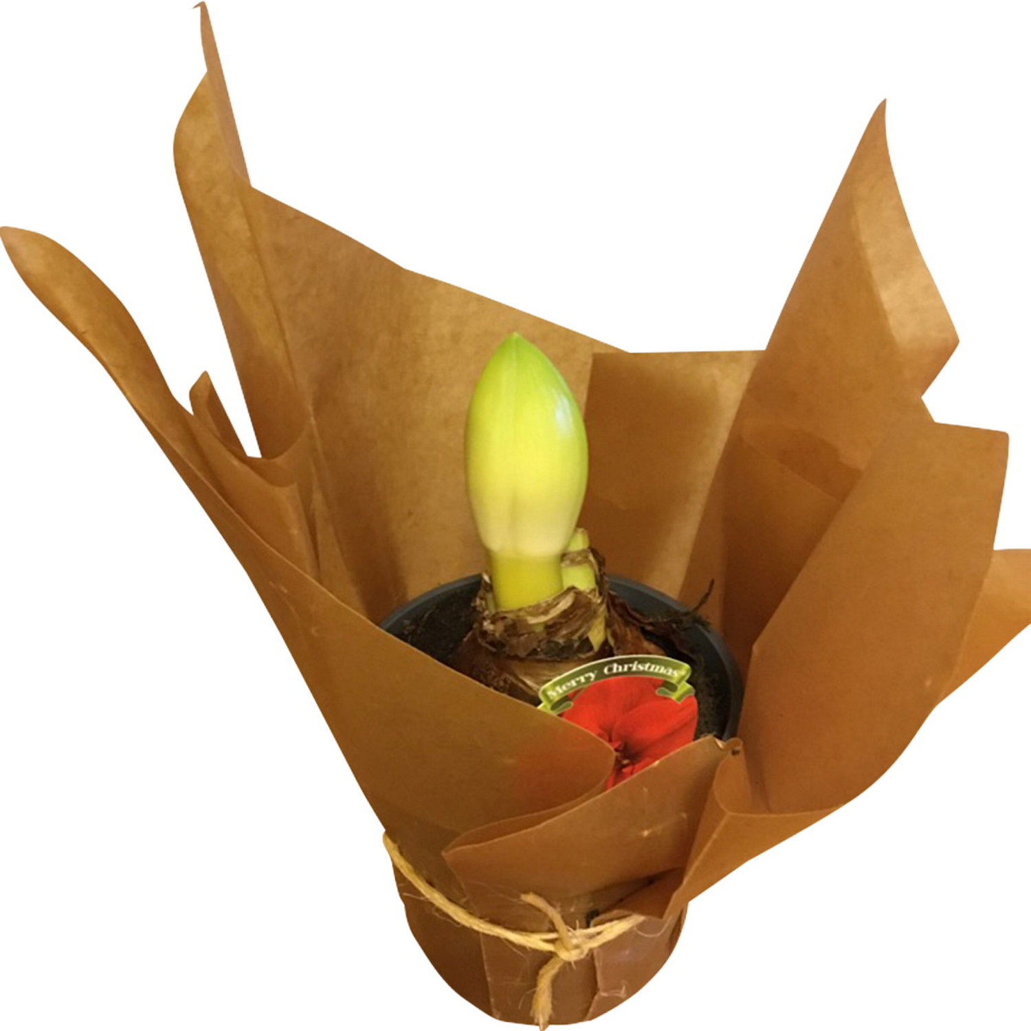 Amaryllis 'Rondella' 2-stilker