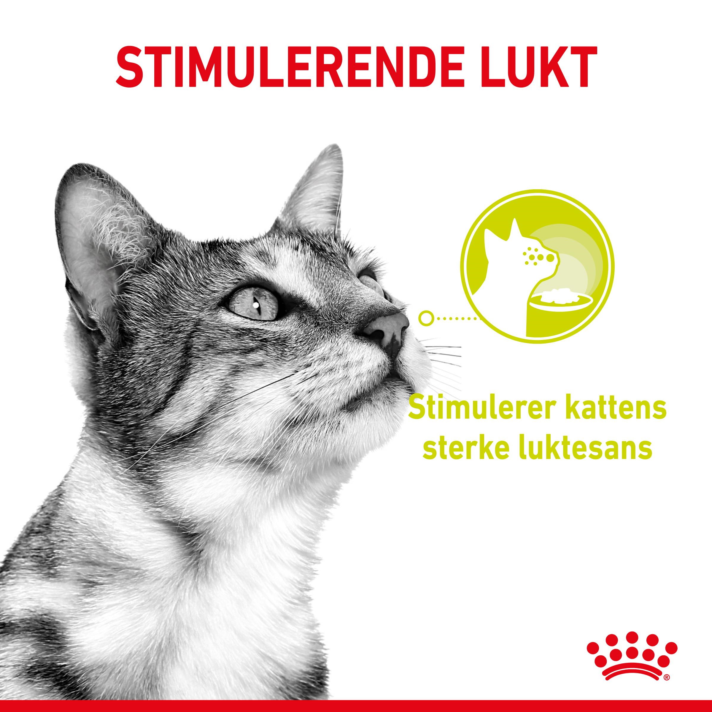 Royal Canin Sensory Smell Gravy Adult