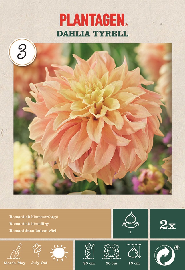 Dekorativdahlia 'Tyrell'