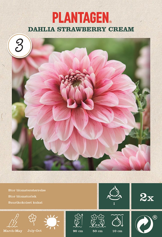 Dekorativdahlia 'Strawberry Cream'