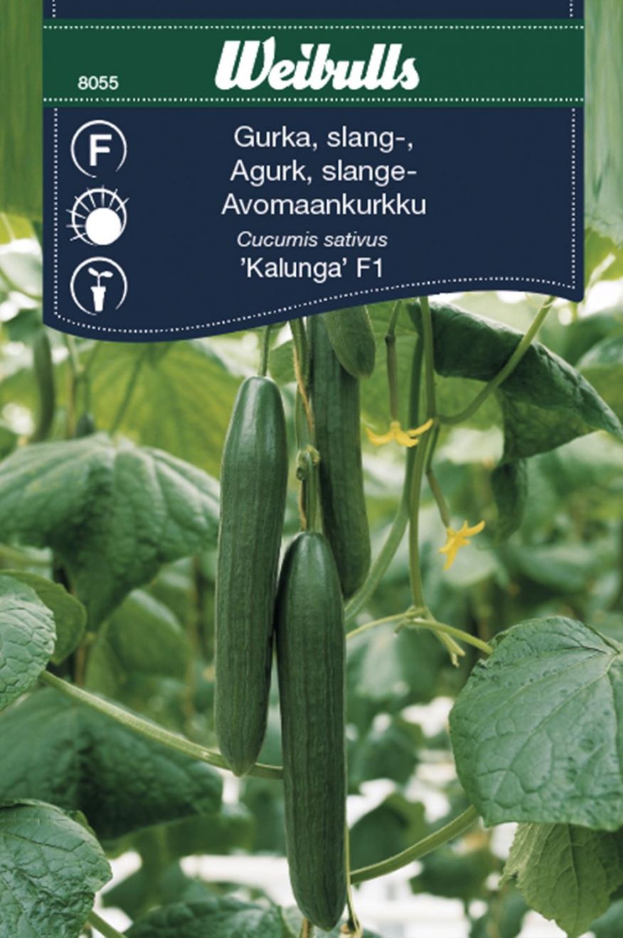 Växthusgurka 'Kalunga' F1