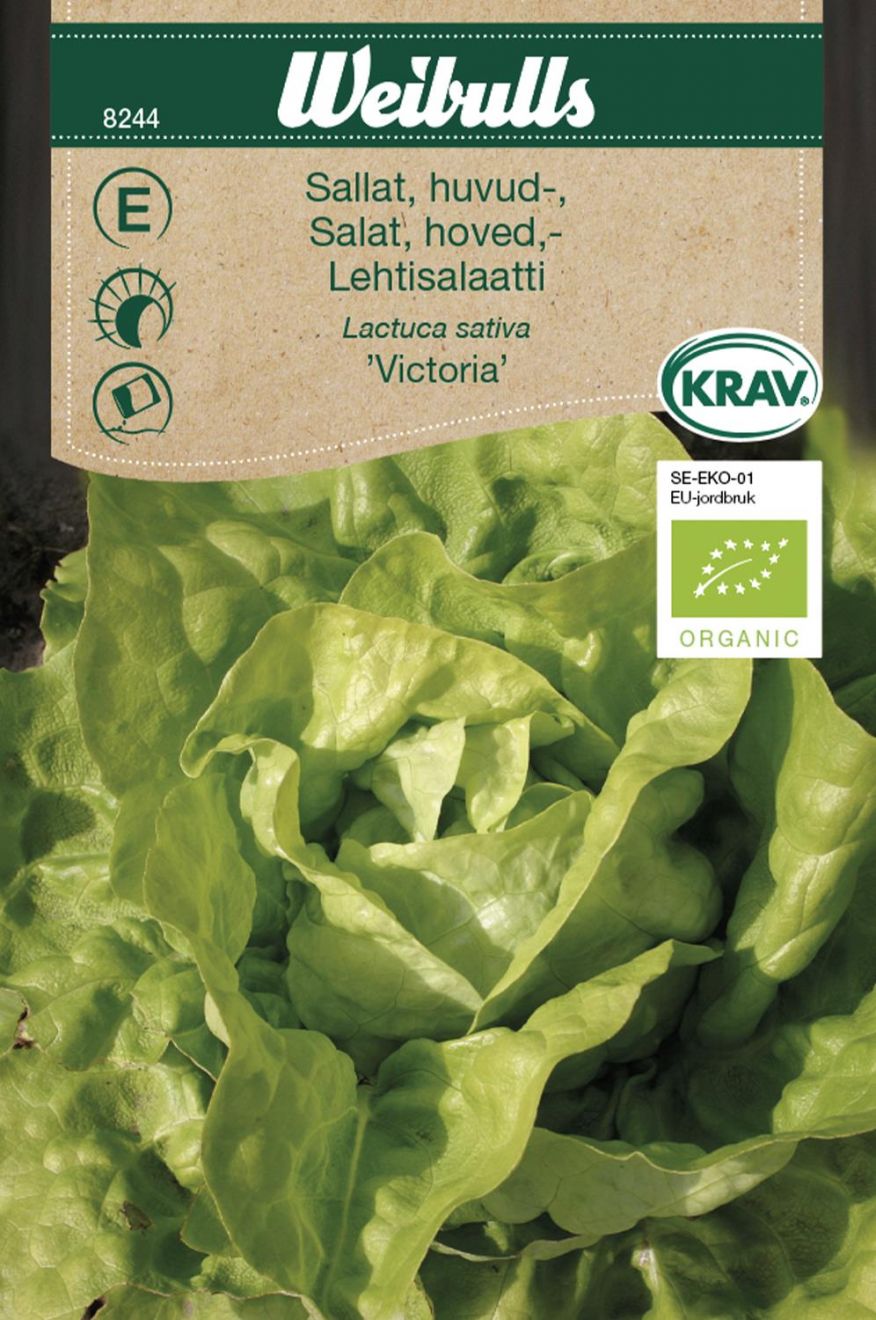 Huvudsallat 'Victoria' KRAV