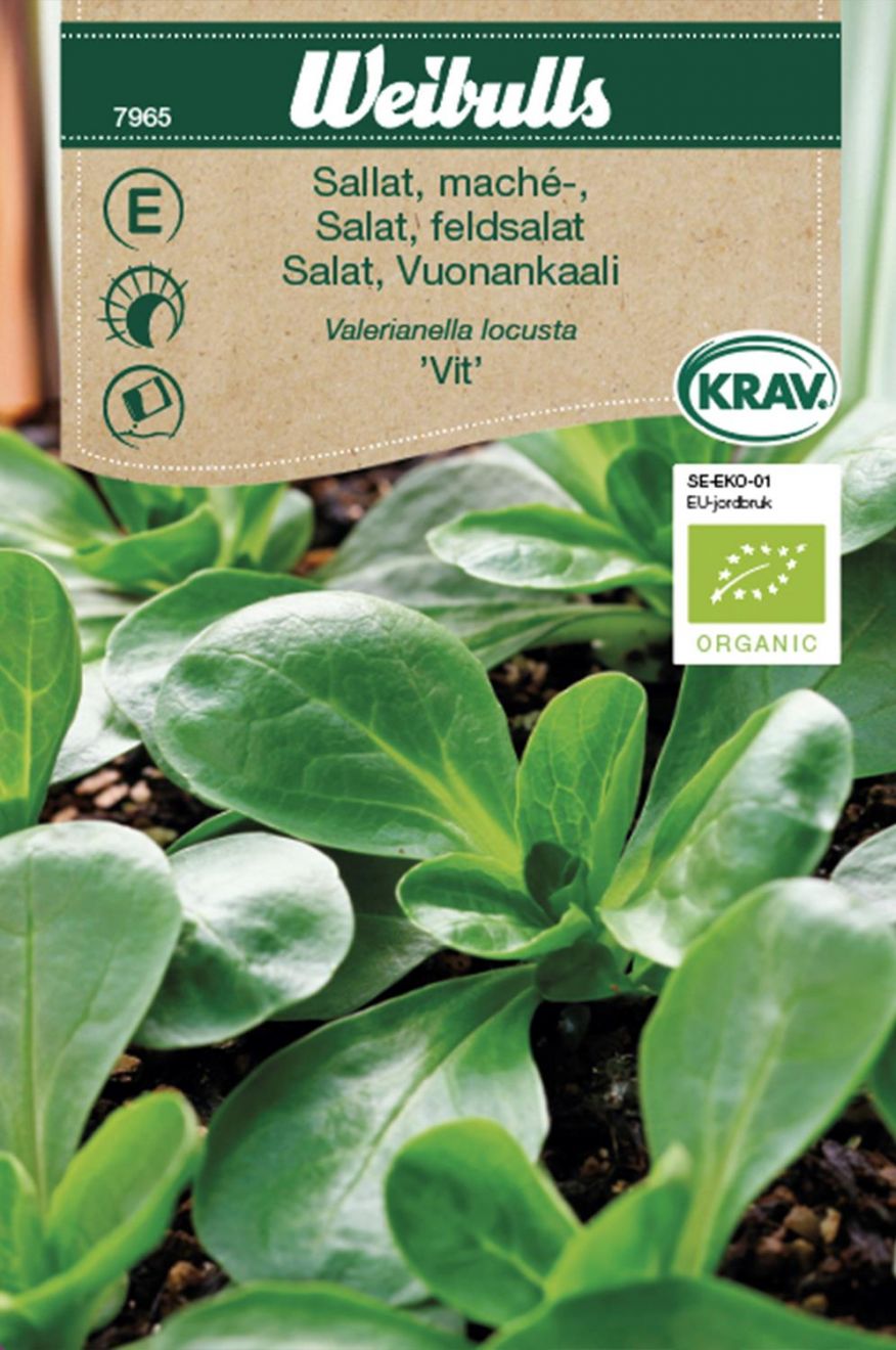Vintersallat/Mâchesallat 'Vit' KRAV