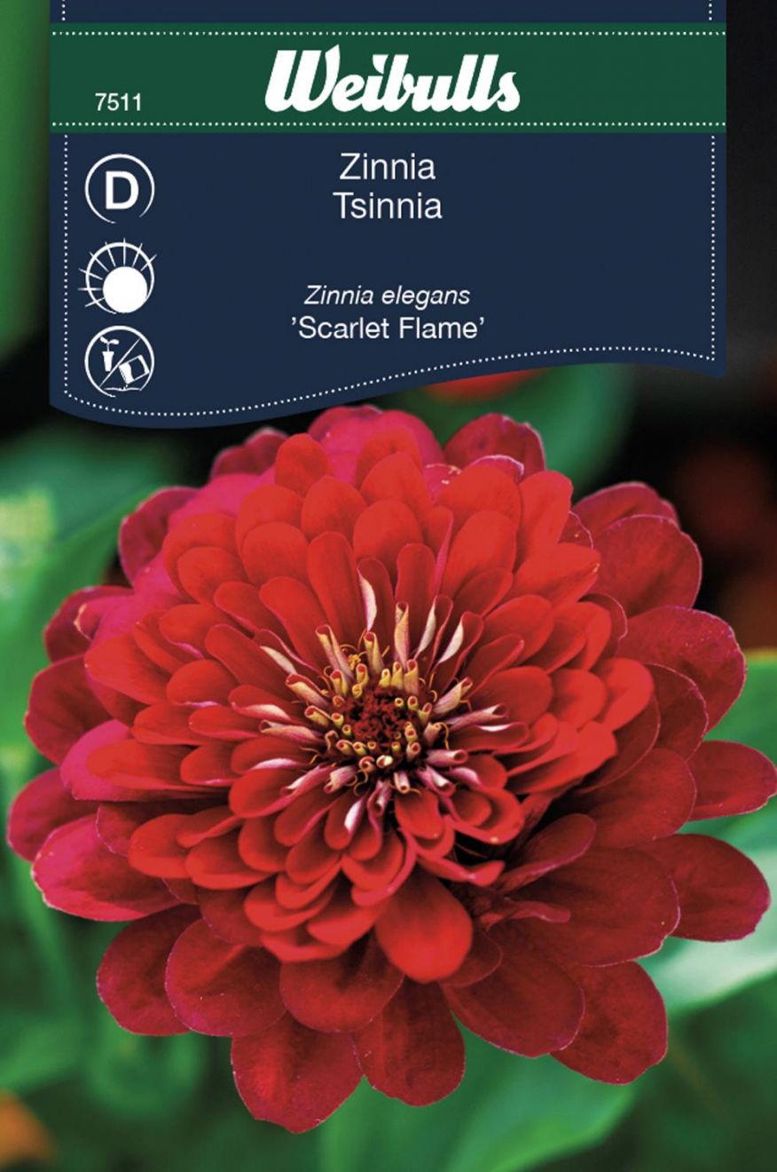 Zinnia 'Scarlet Flame'