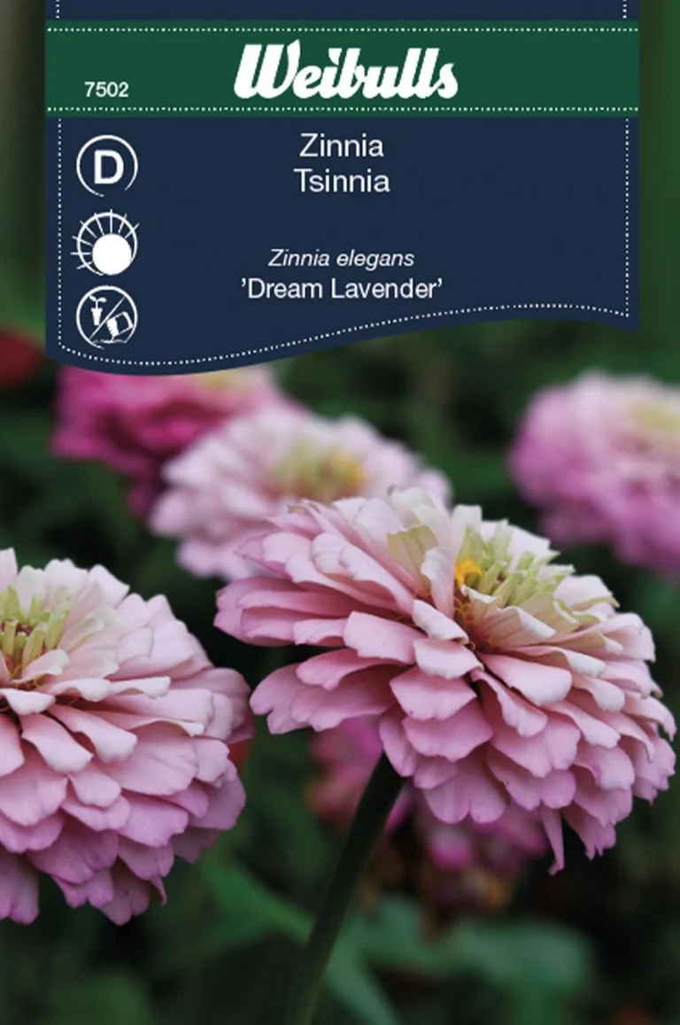 Zinnia Dream Lavender