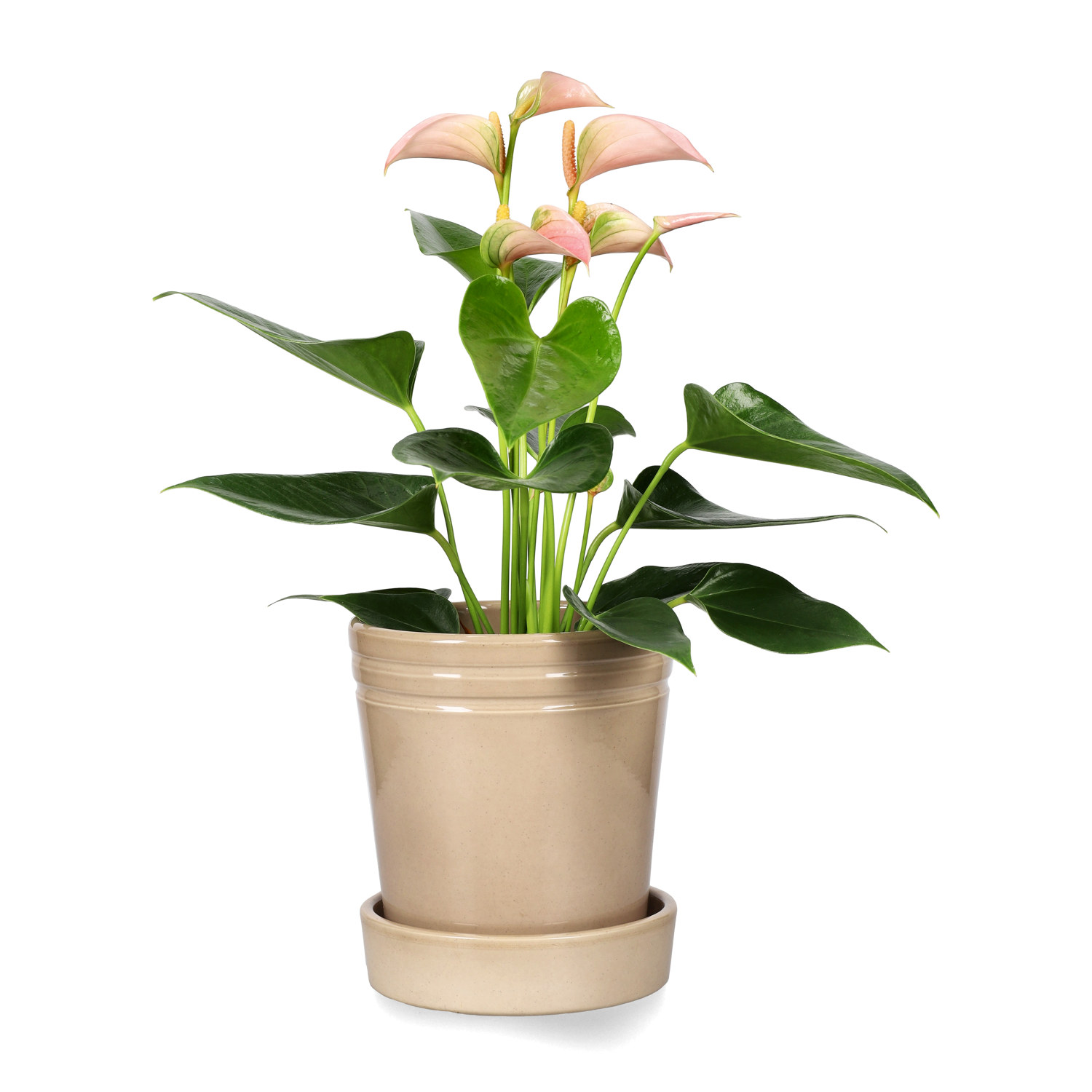 Amanda pot D14 beige