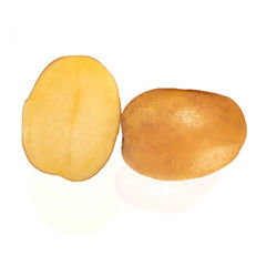 Sättpotatis 'Decibel'