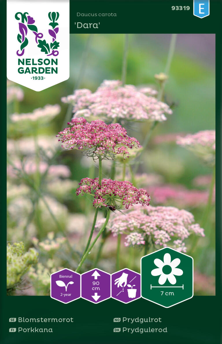 Blomstermorot 'Dara'