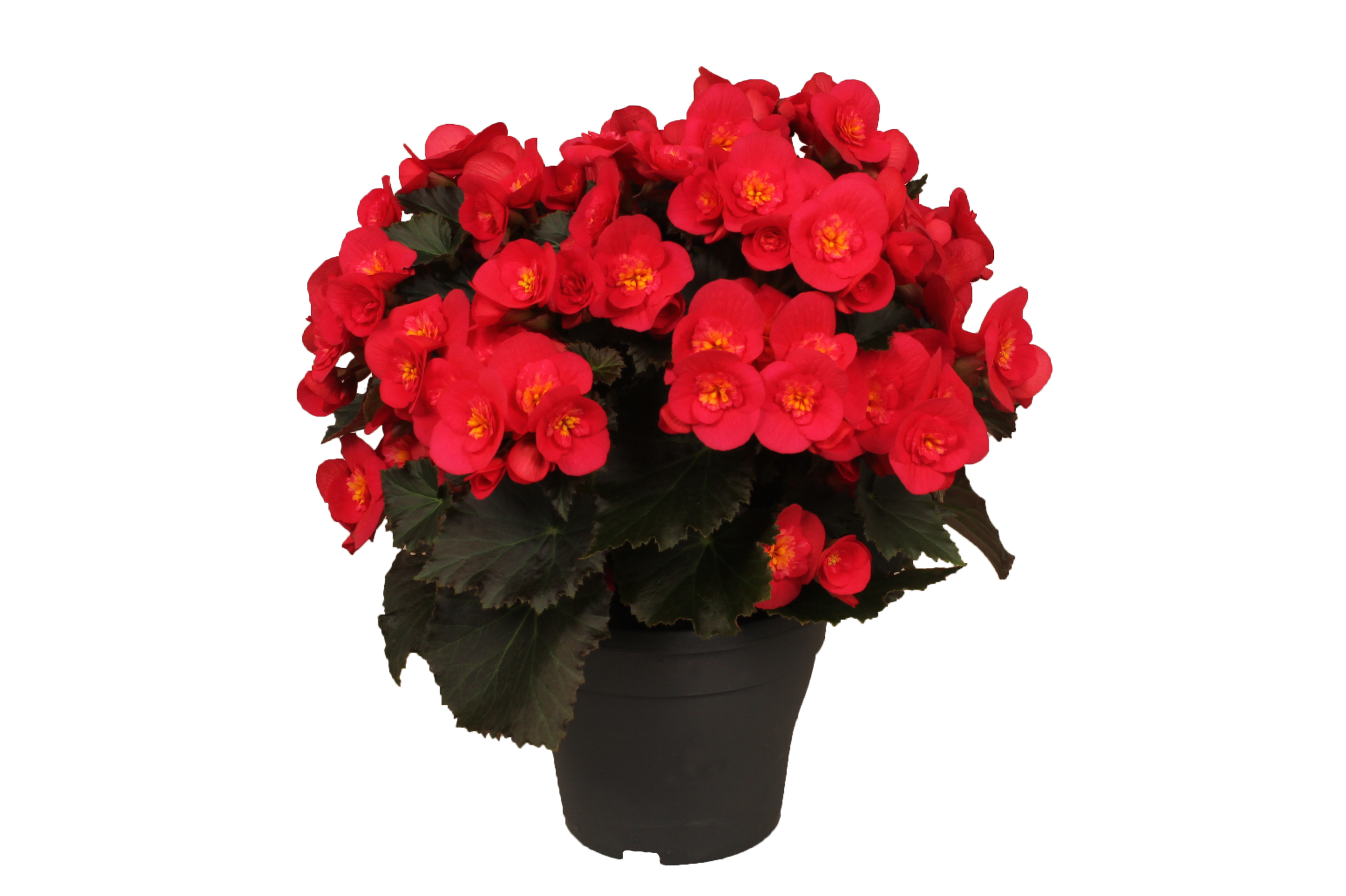 Begonia 'Belove'