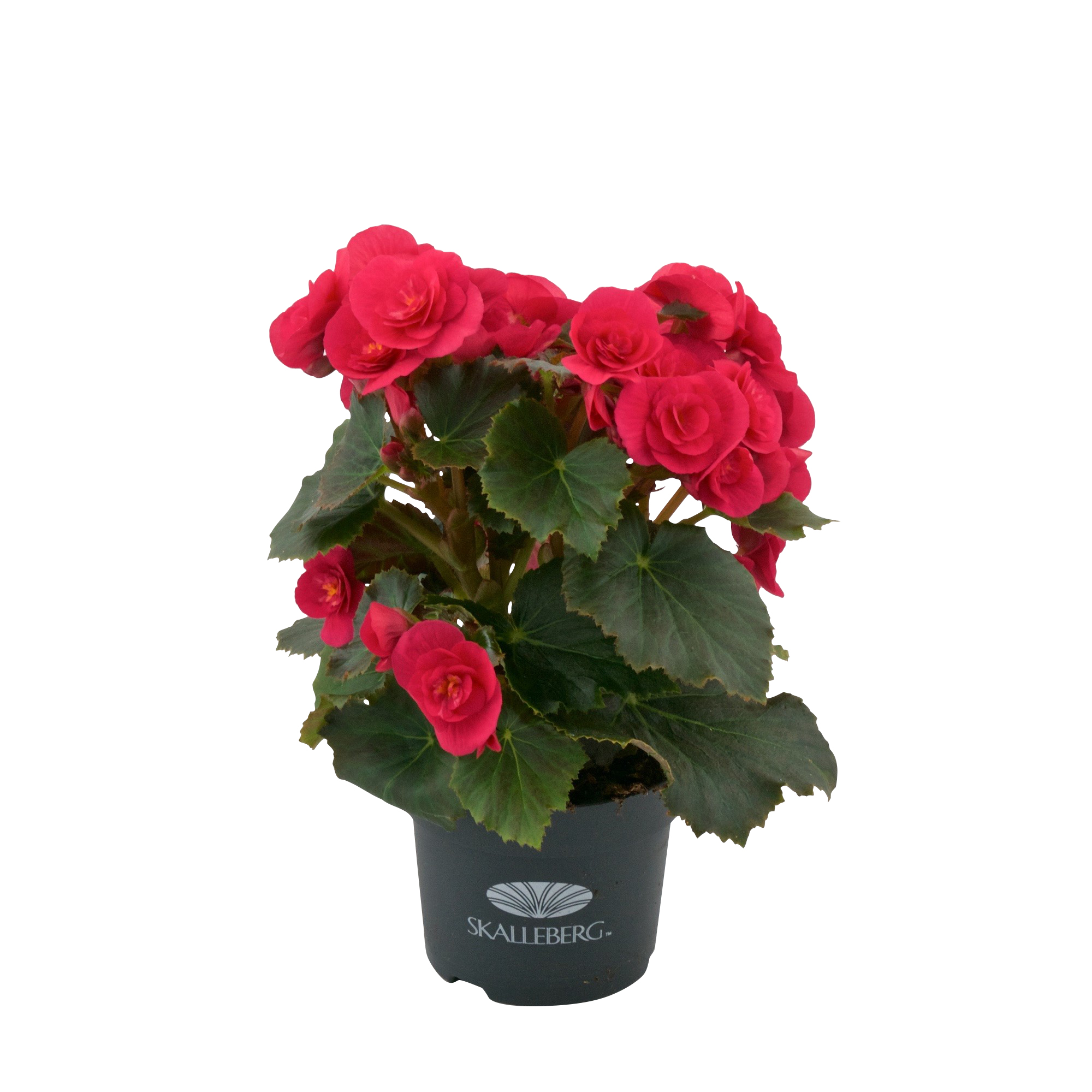 Begonia 'Belove Cherry' 12 cm