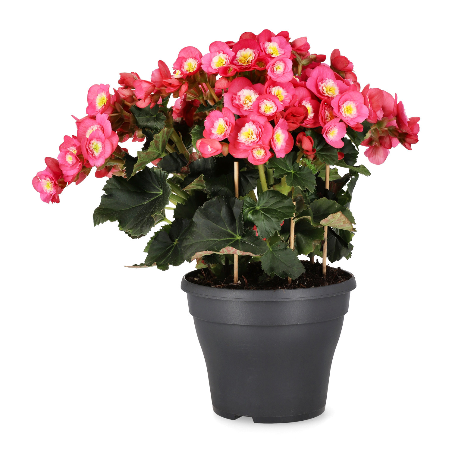 Begonia 'Belove'