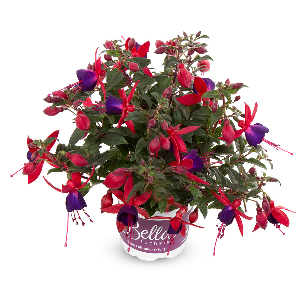 Fuchsia 'Bella' Cascade 12 cm