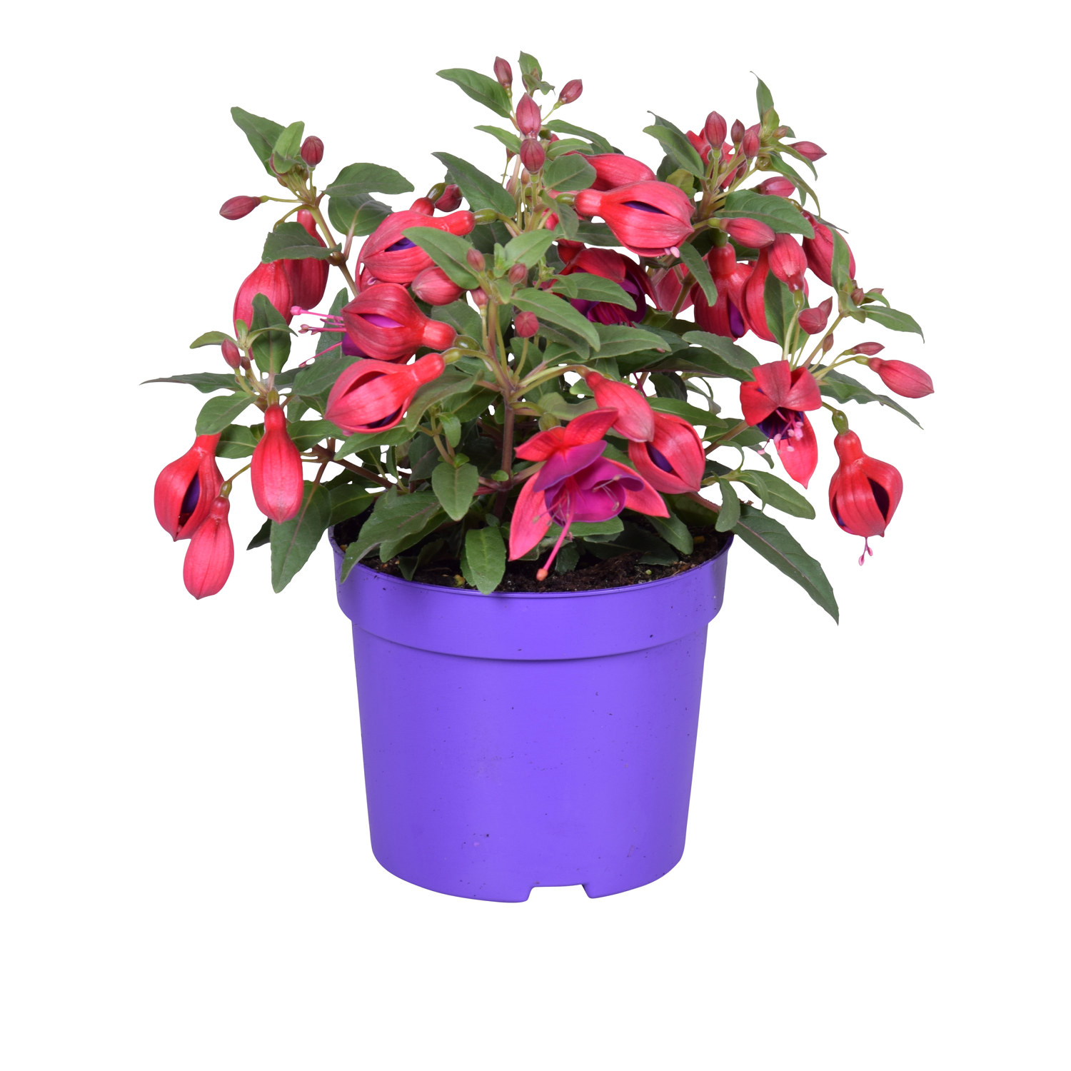 Fuchsia 'Bella' Cascade 12 cm