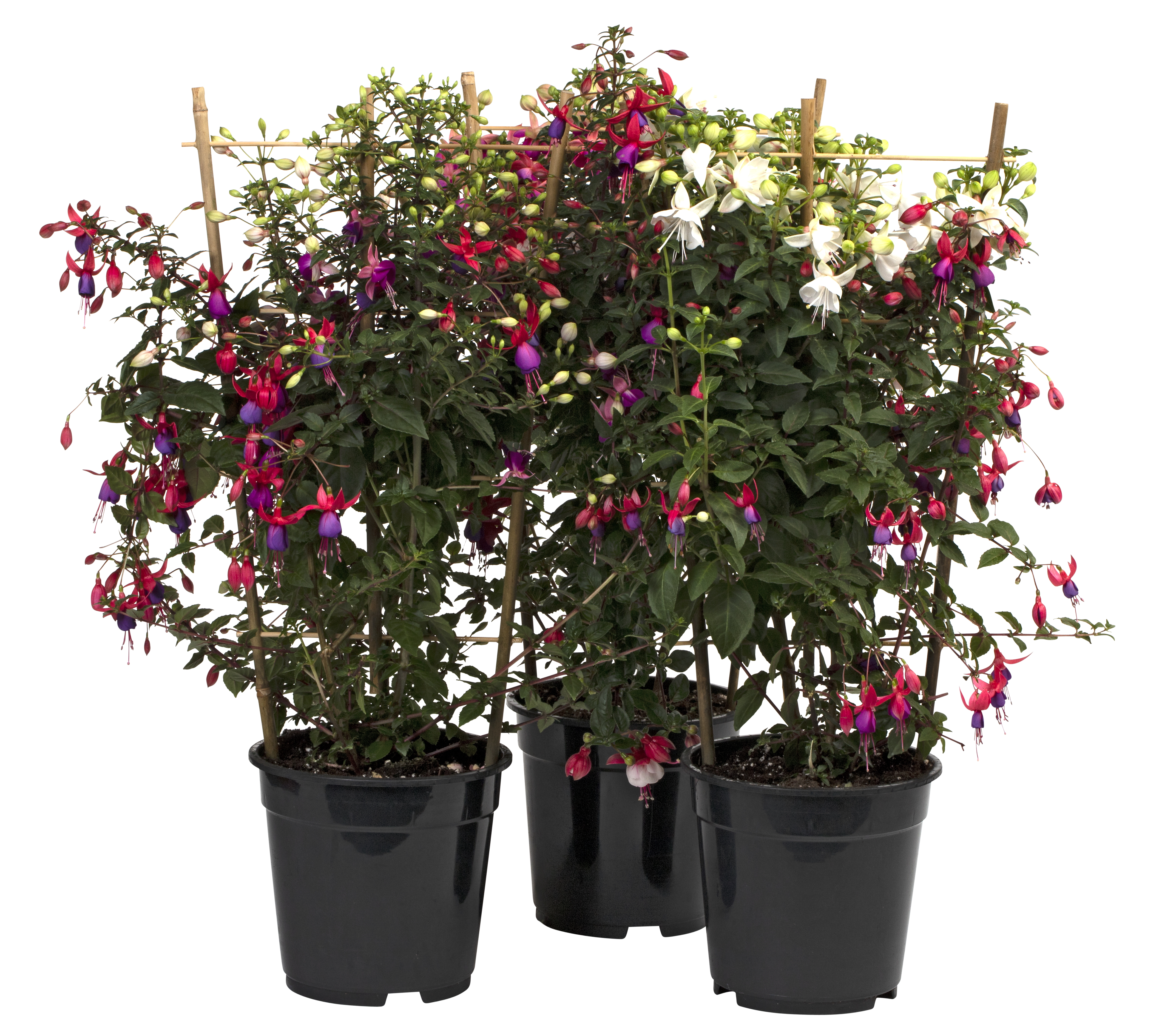 Fuchsia, spaljerad