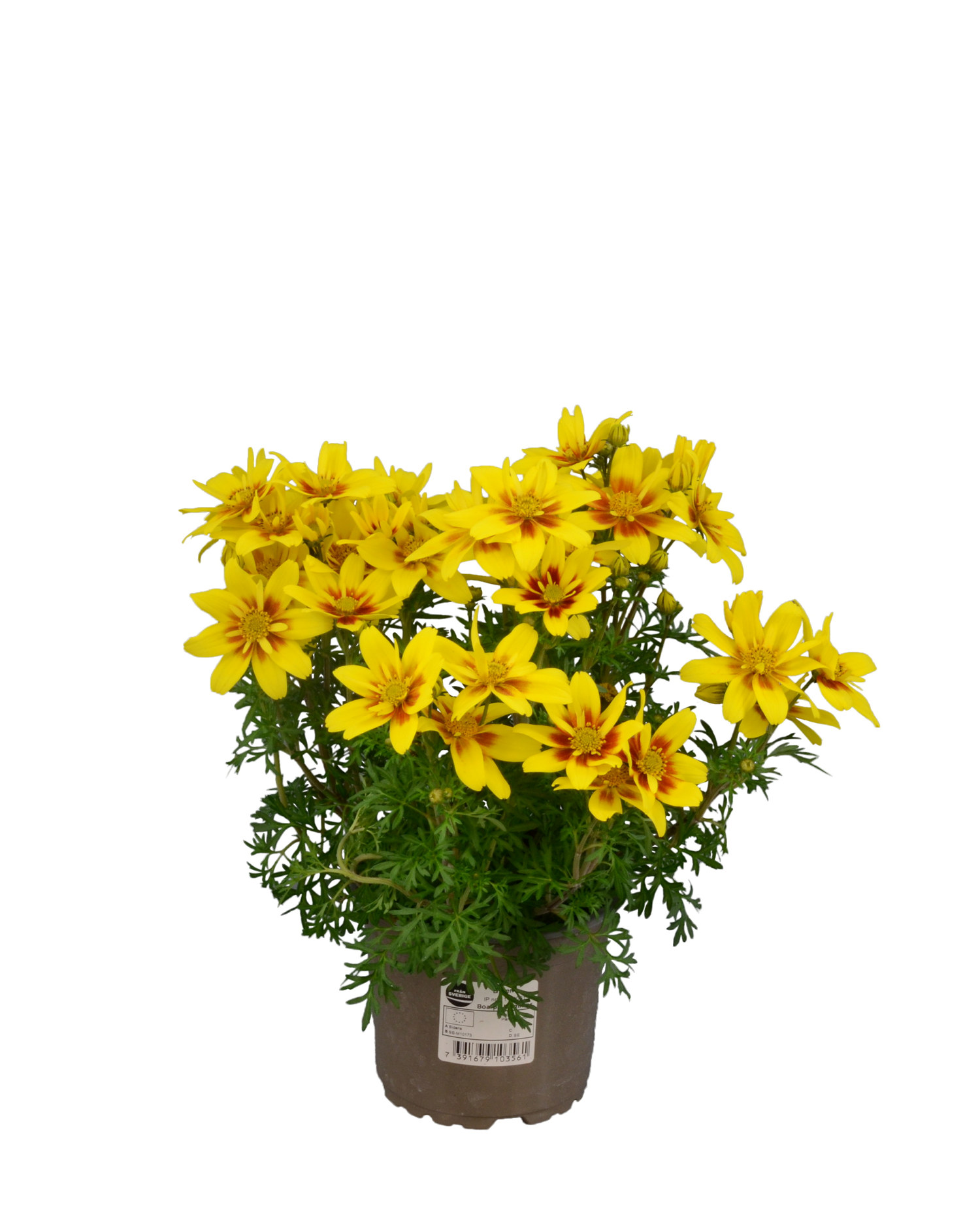 Bidens brazen 'Eternal Flame’ 12 cm