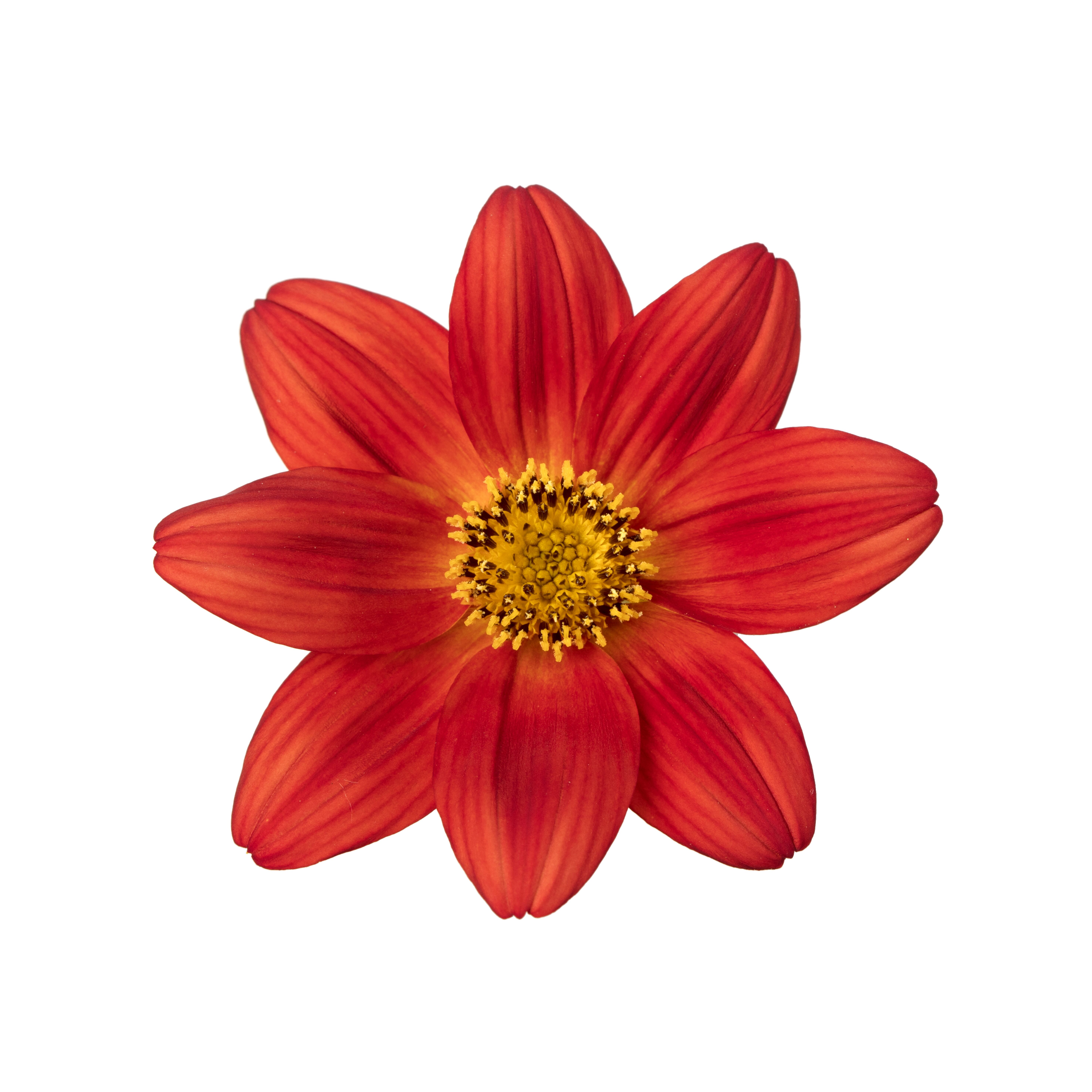 Bidens 'Rising Sun’