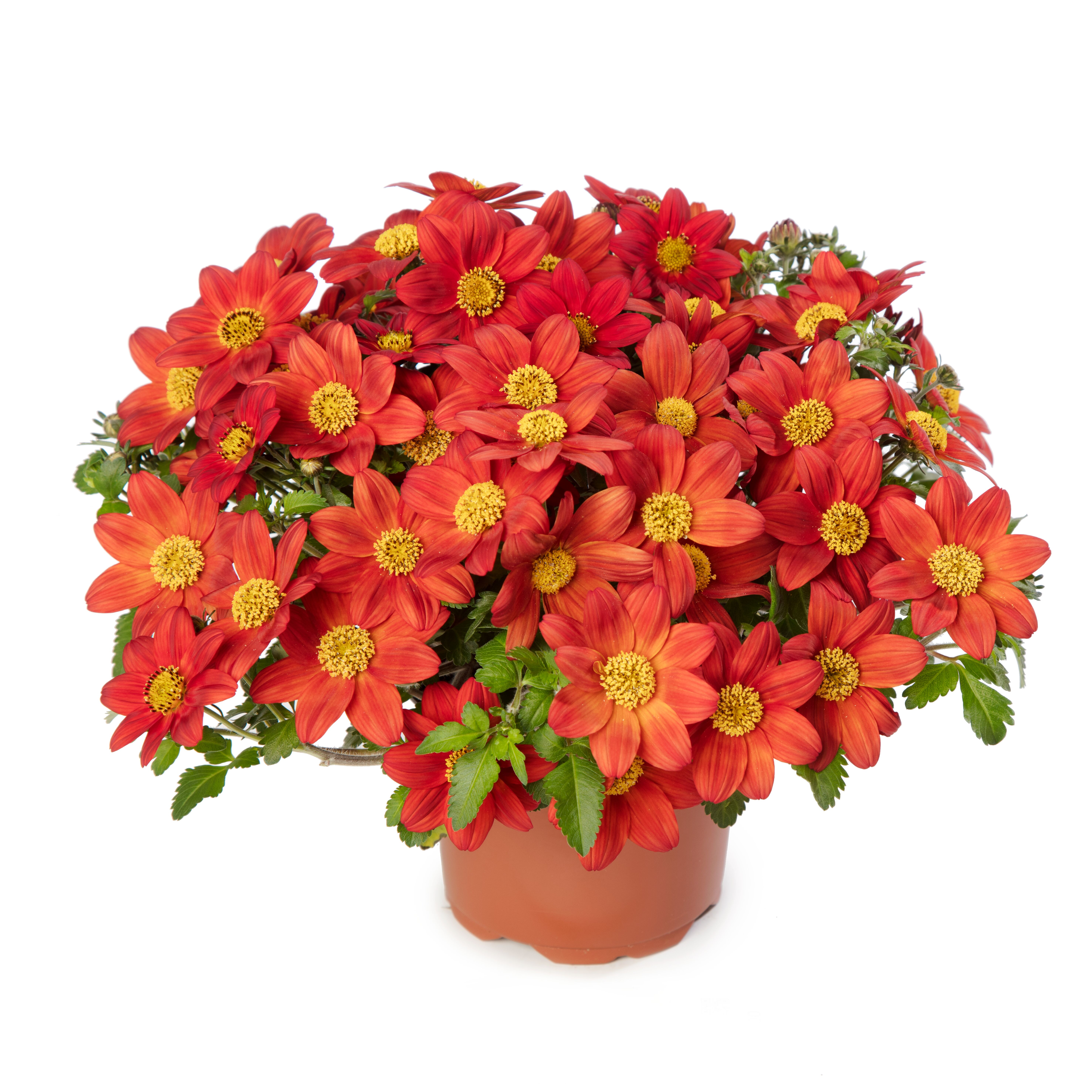 Bidens 'Rising Sun’