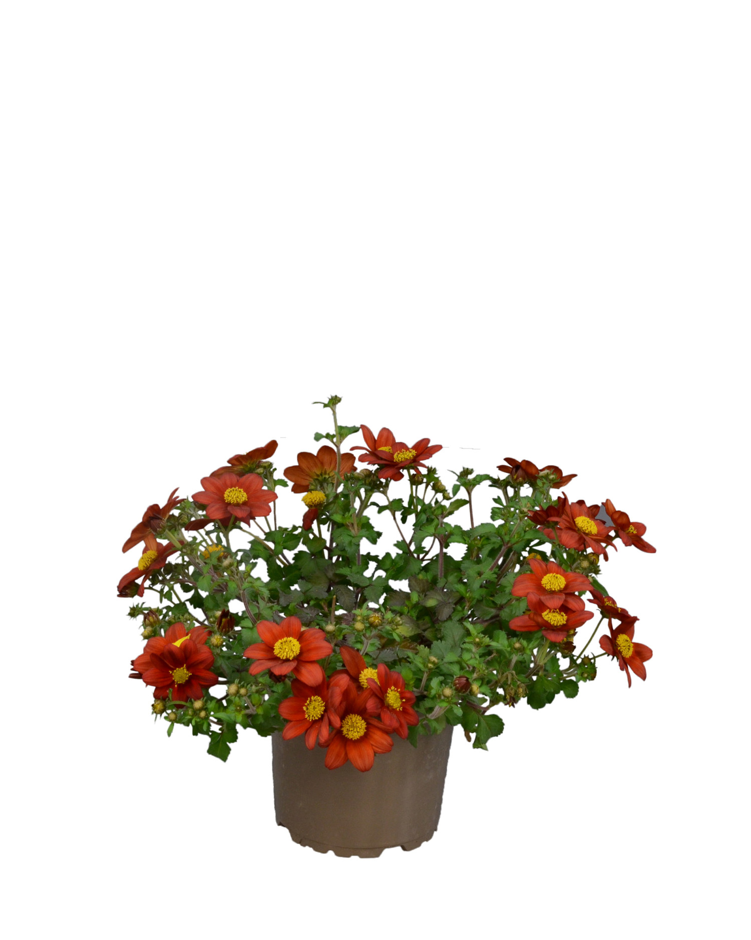 Bidens 'Rising Sun’