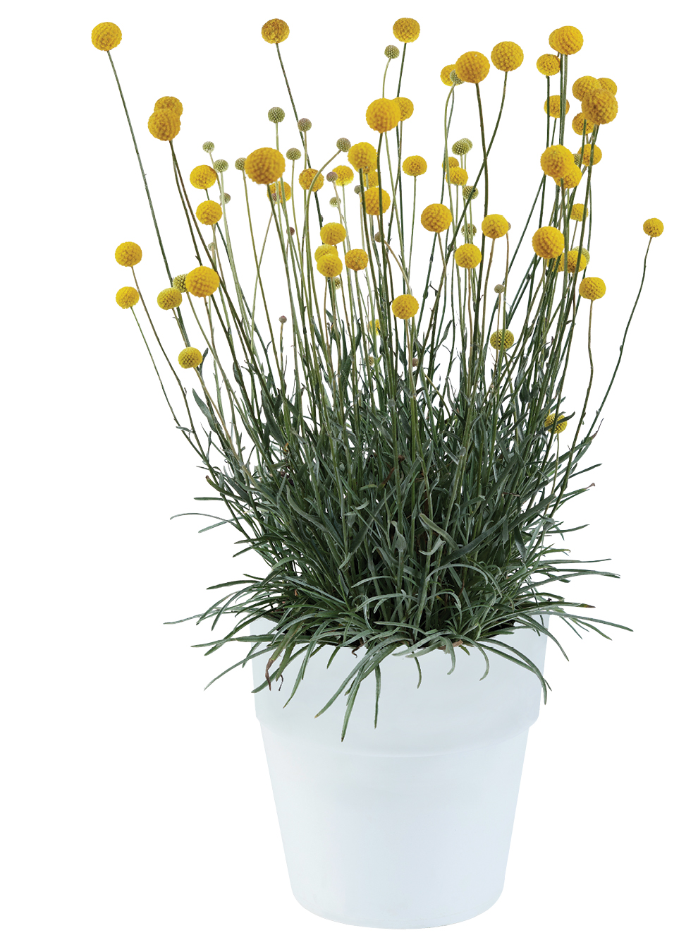 Solboll 'Golf Beauty'