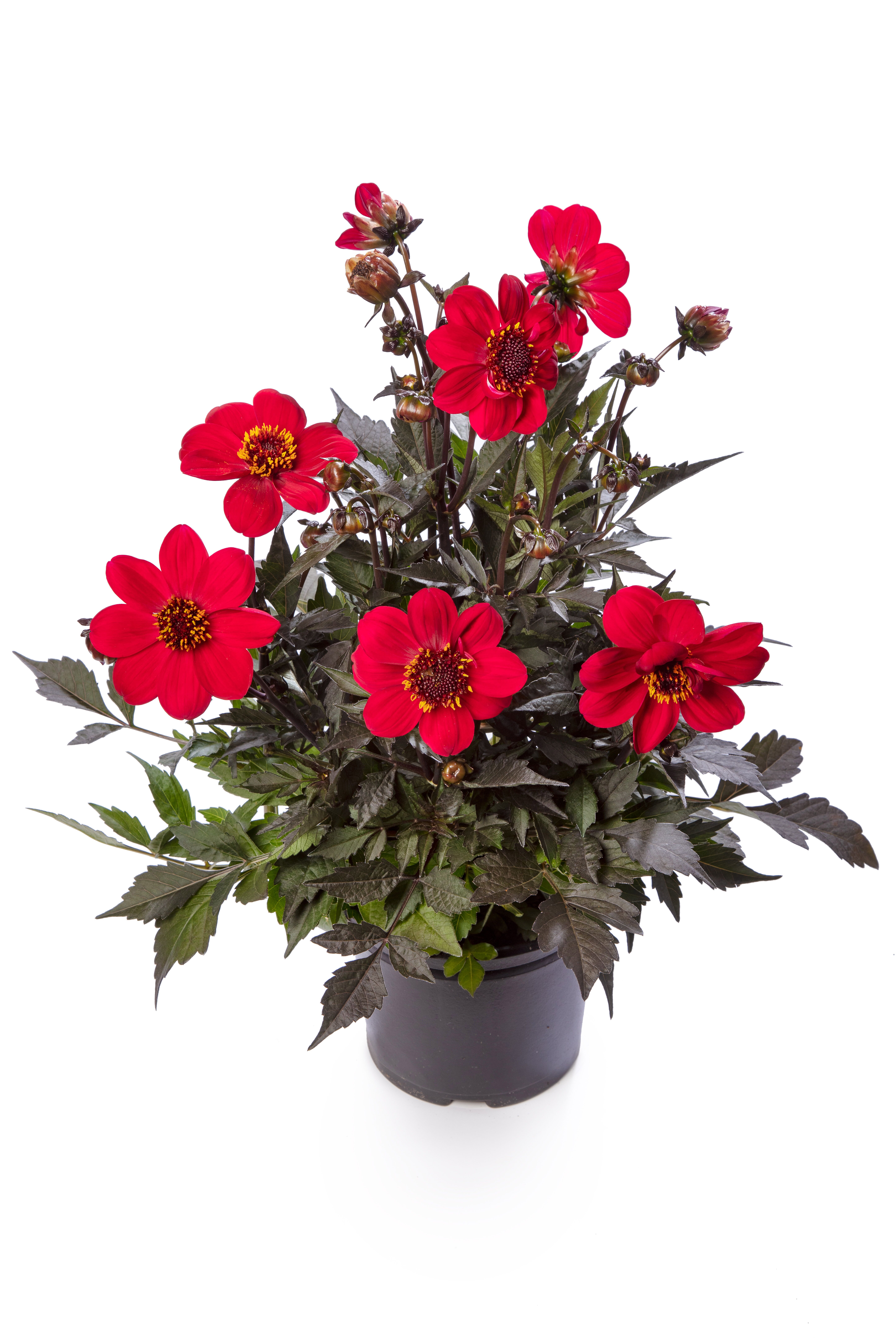 Dahlia dark leaf single fl. Red 19 cm