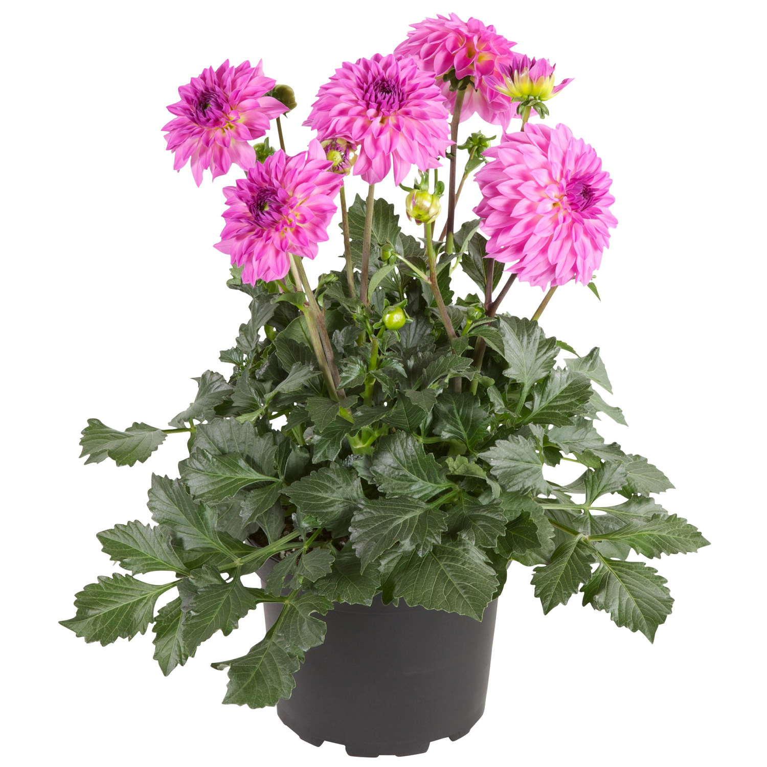 Dahlia