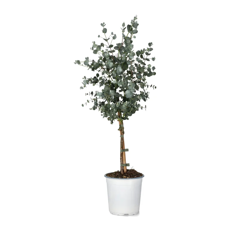 Eucalyptus  facts and care advice | Plantasjen