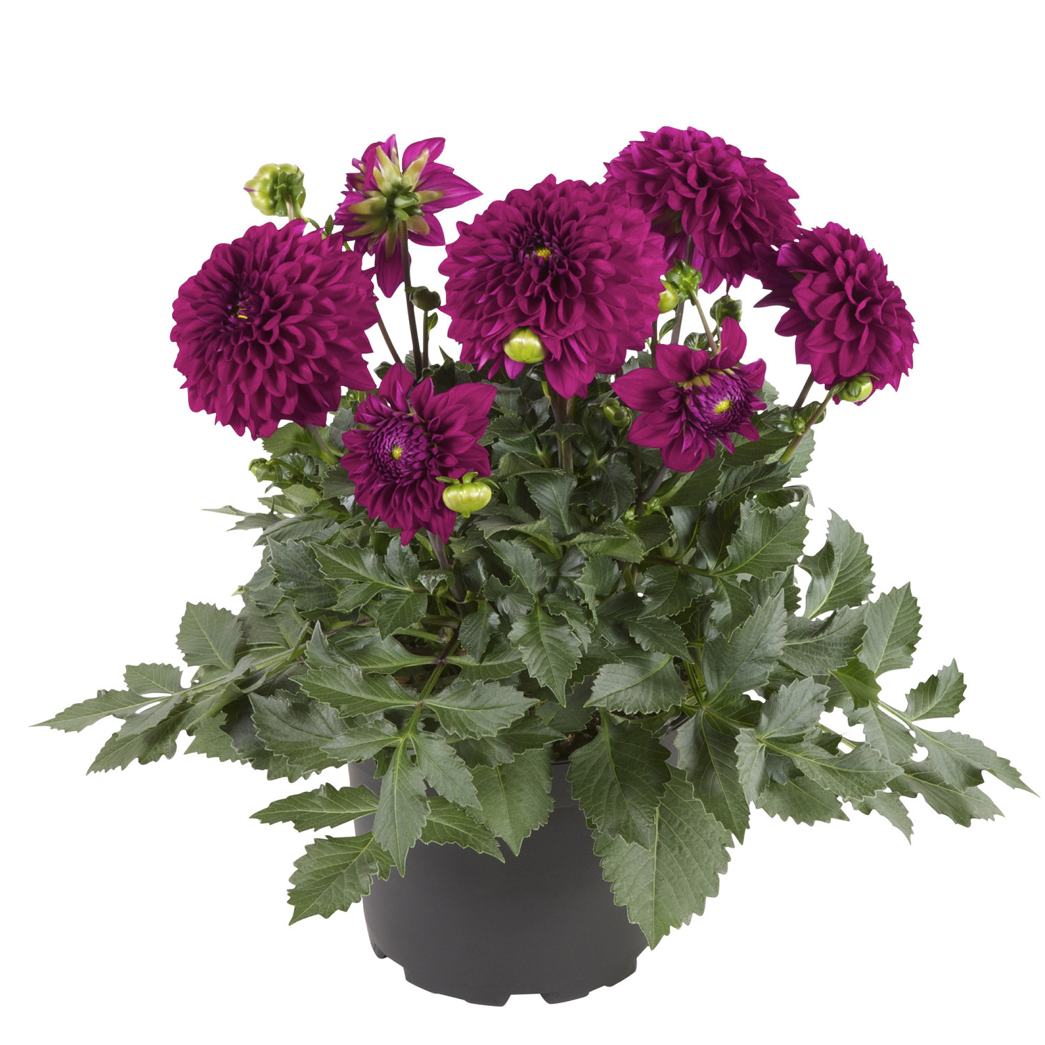 Dahlia