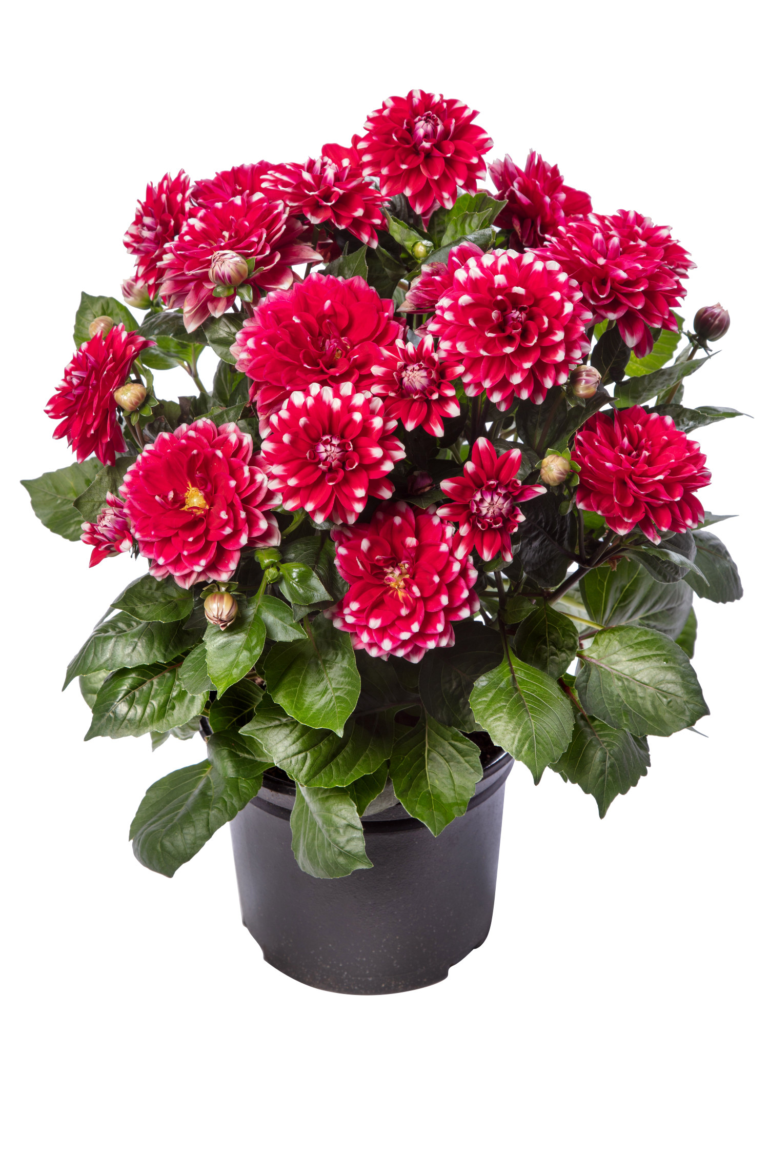 Dahlia