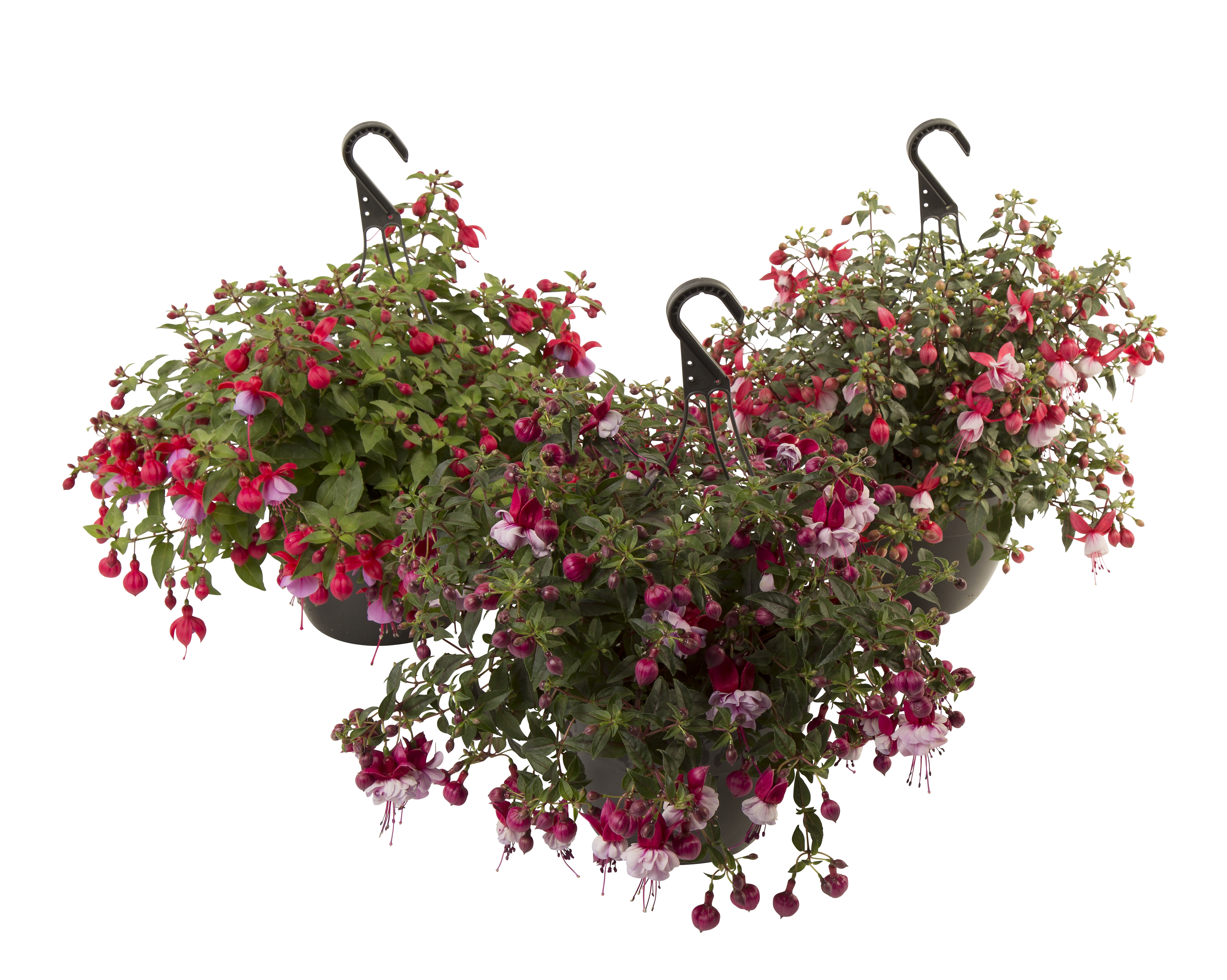 Fuchsia h. basket 21 cm