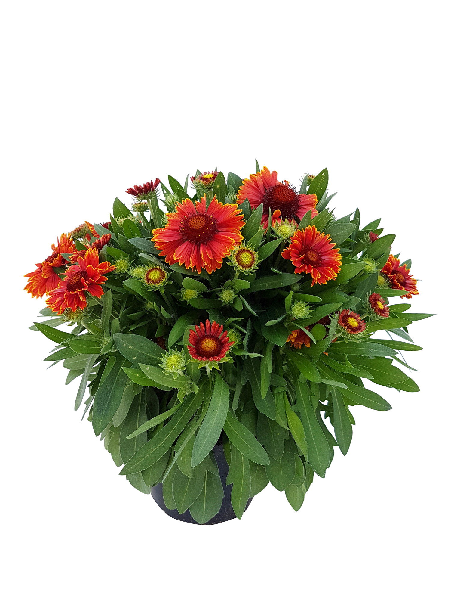 Gaillardia 'Spin top' 19 cm