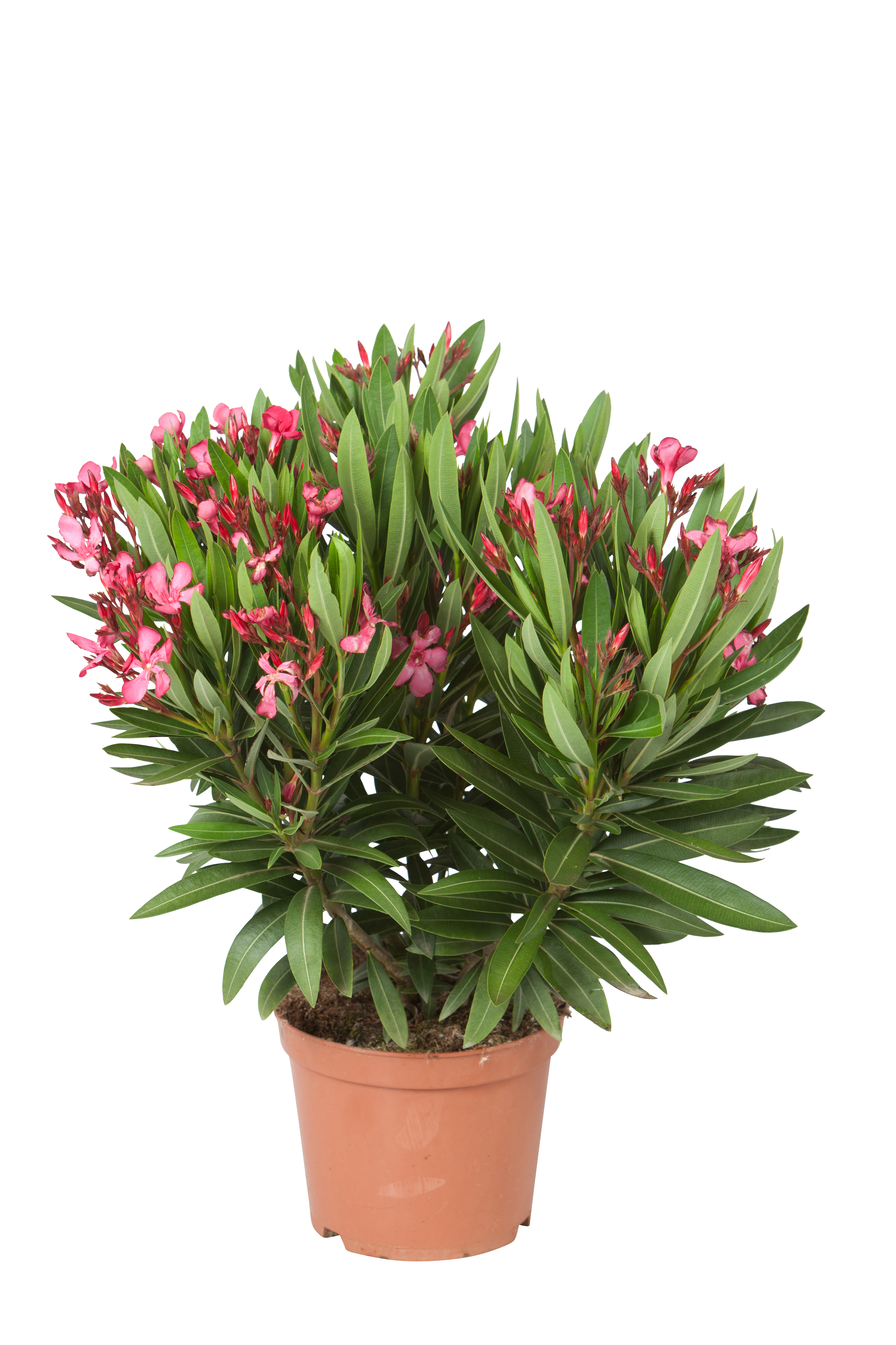 Nerium oleander 17 cm