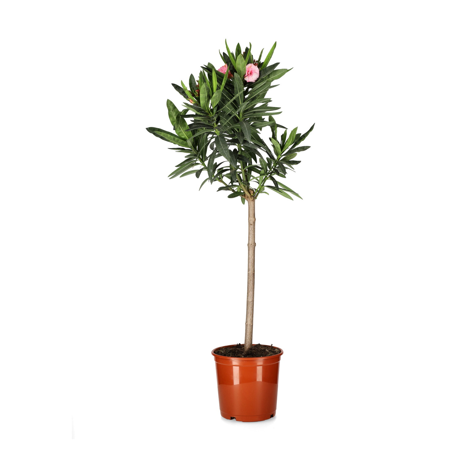 Nerium oleander stem 21 cm
