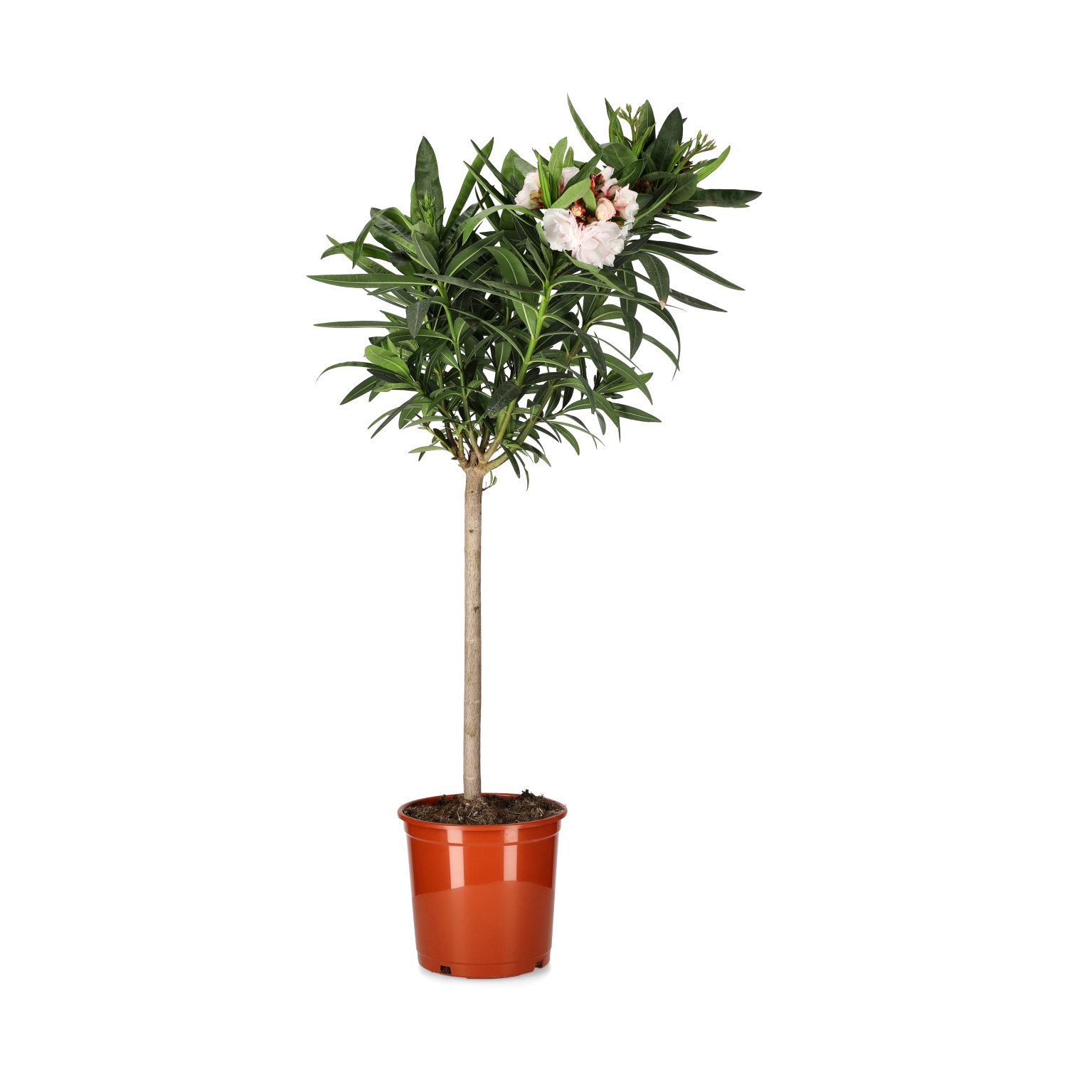 Nerium oleander stem 21 cm