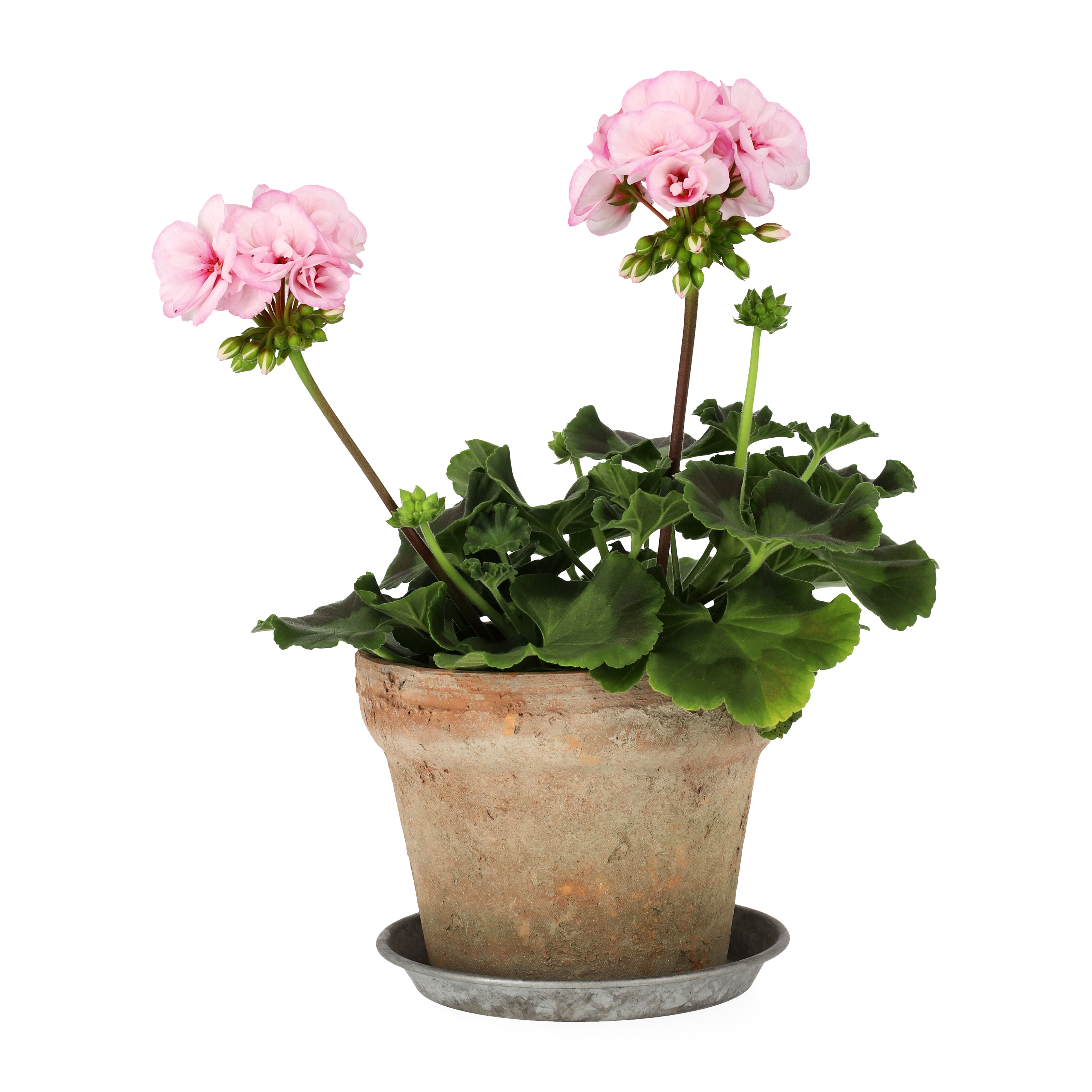 Pel. z. 'Estelle' 13 cm