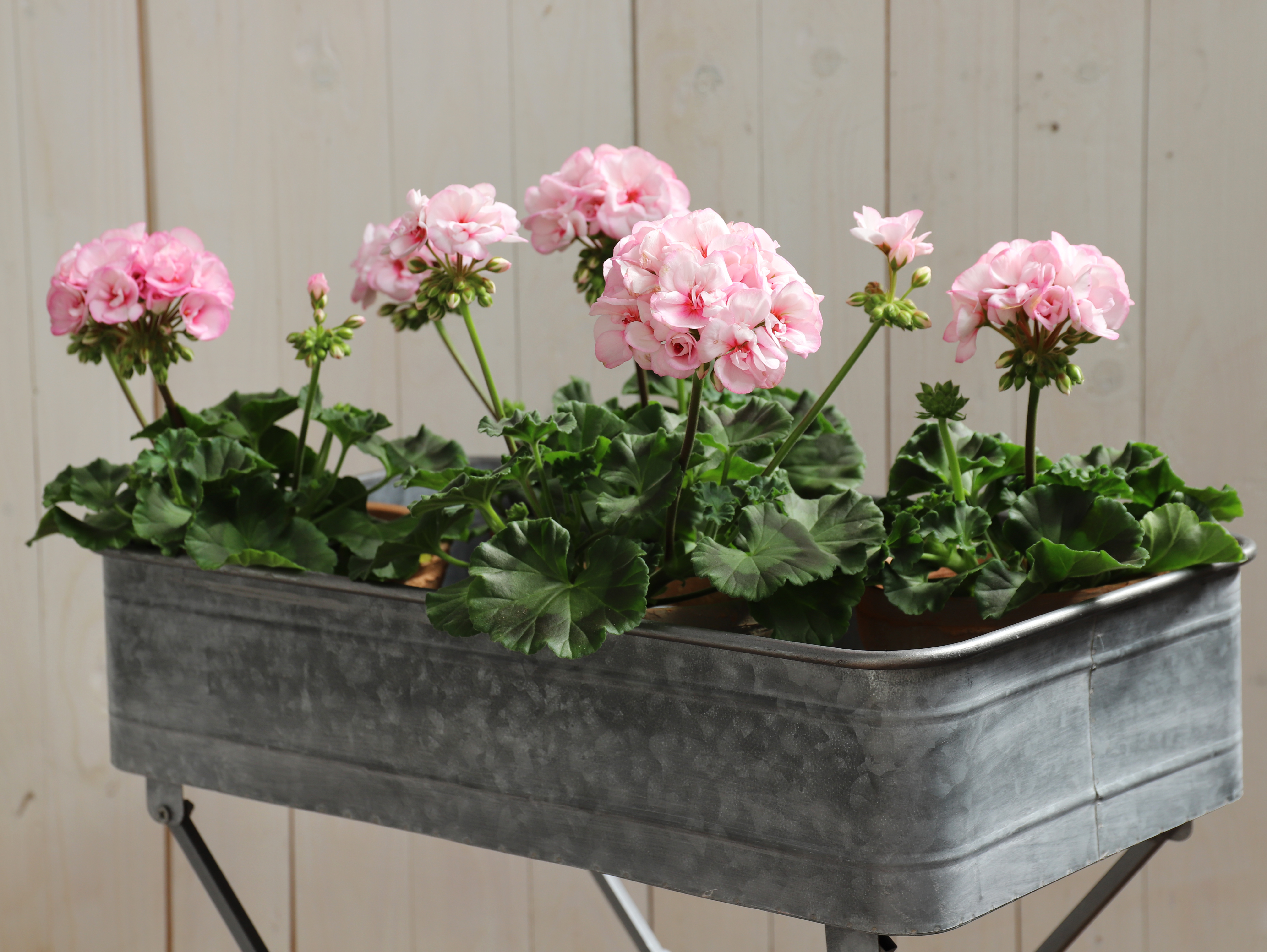 Pel. z. 'Estelle' 13 cm