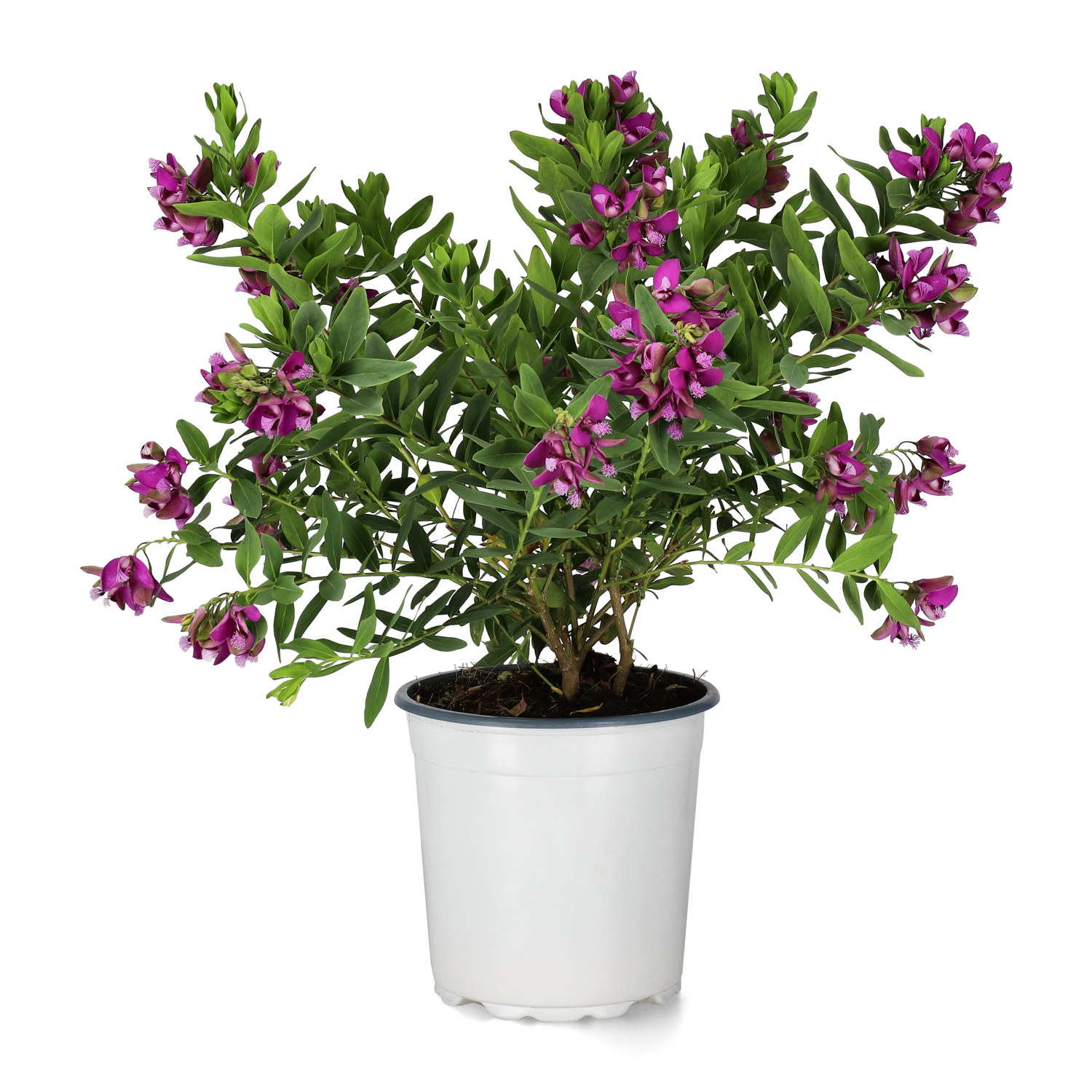 Polygala myrtifolia 17 cm