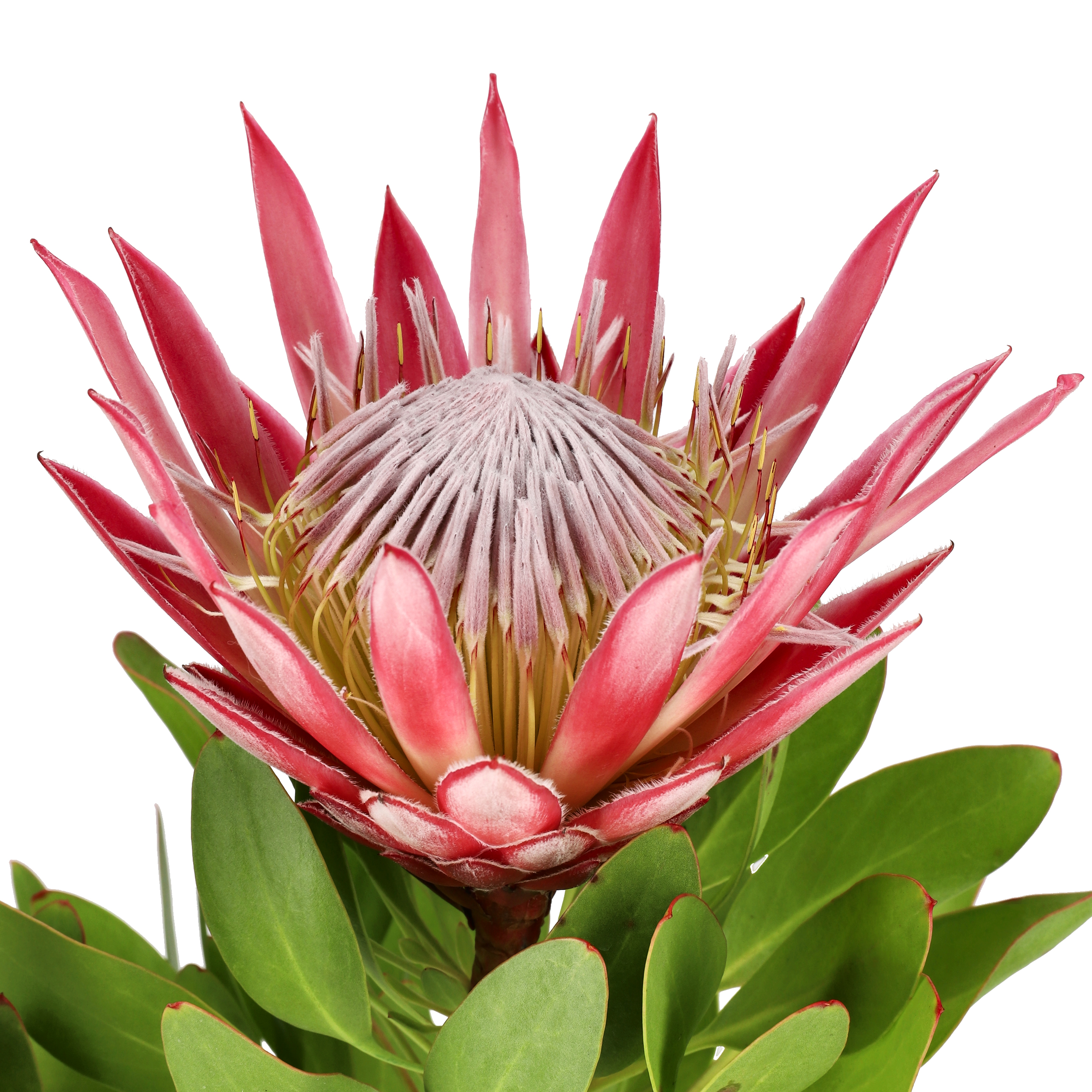 Protea 'Little Prince' 17 cm