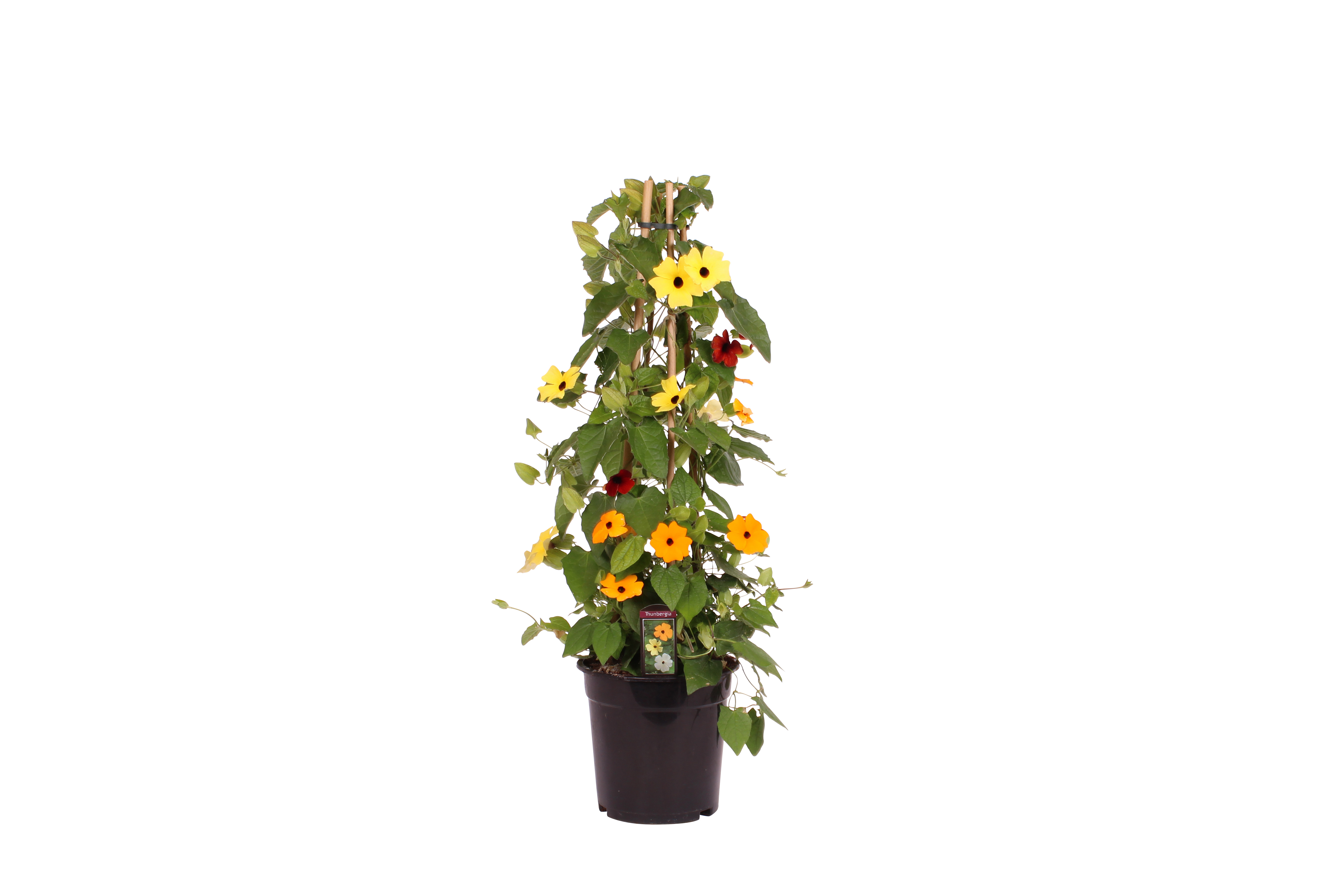 Thunbergia pyramide Tricolor 19 cm