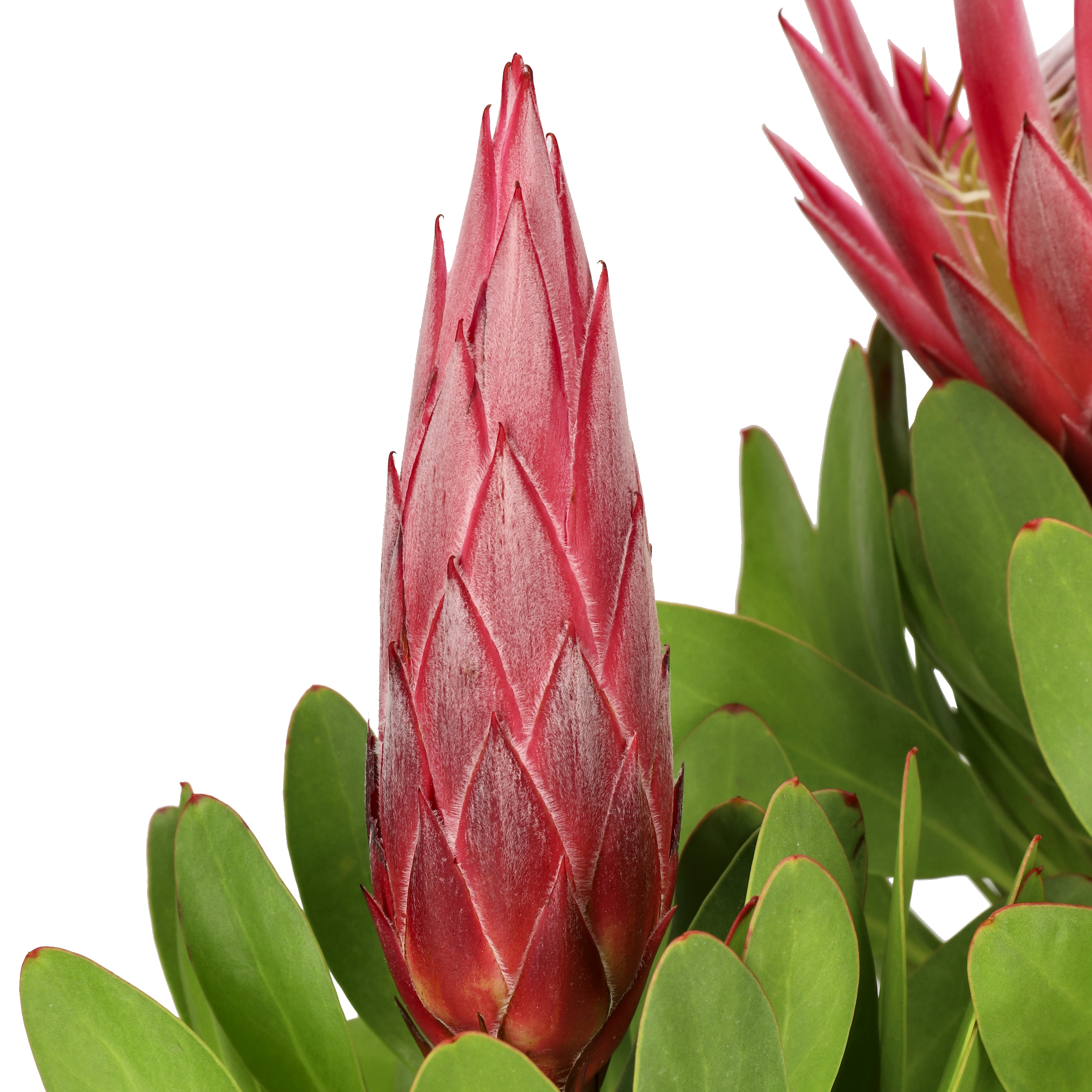 Protea 'Little Prince' 17 cm