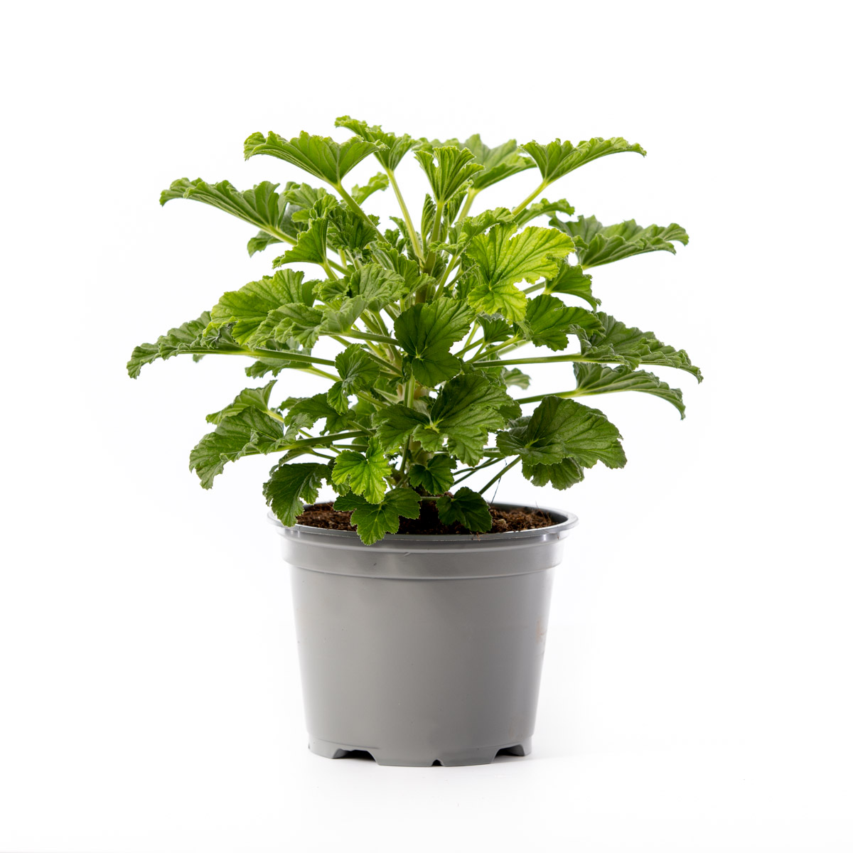 Pel. graveolens duft 12 cm