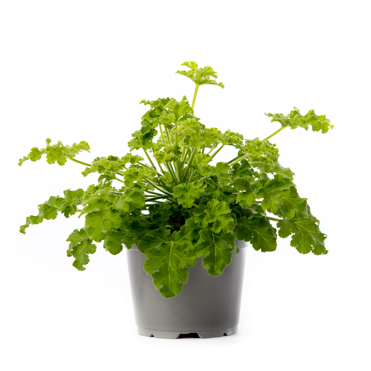 Pel. graveolens duft 12 cm