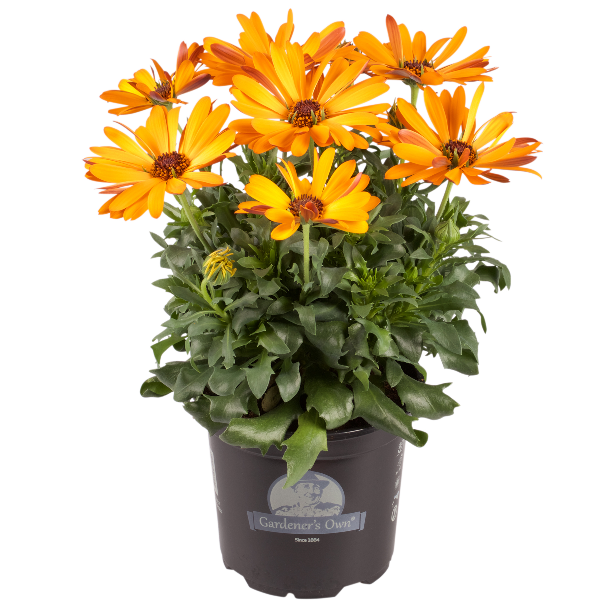 Osteospermum Yellow'ish 12 cm