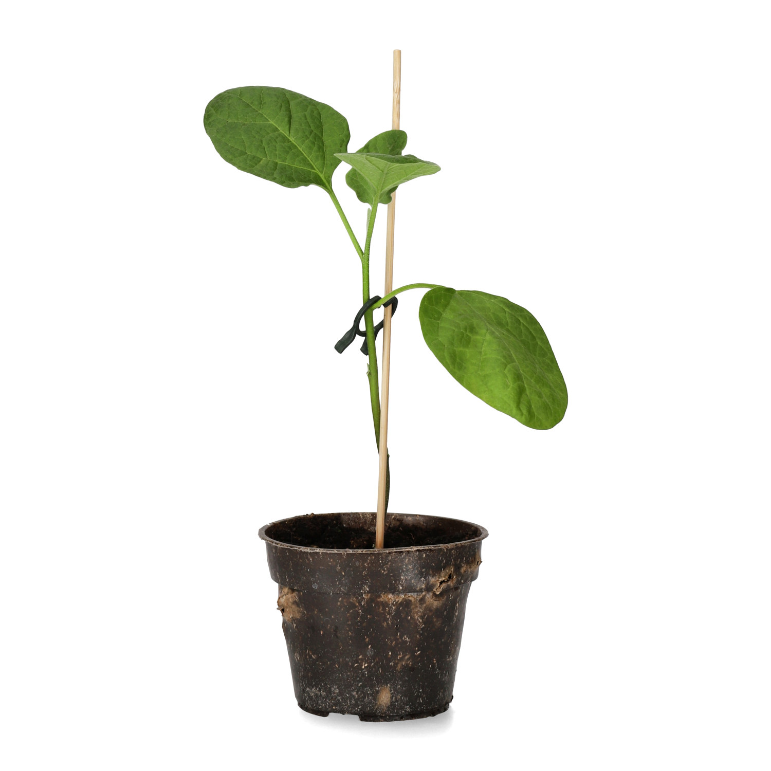 Aubergine 'Violetta di Remini'