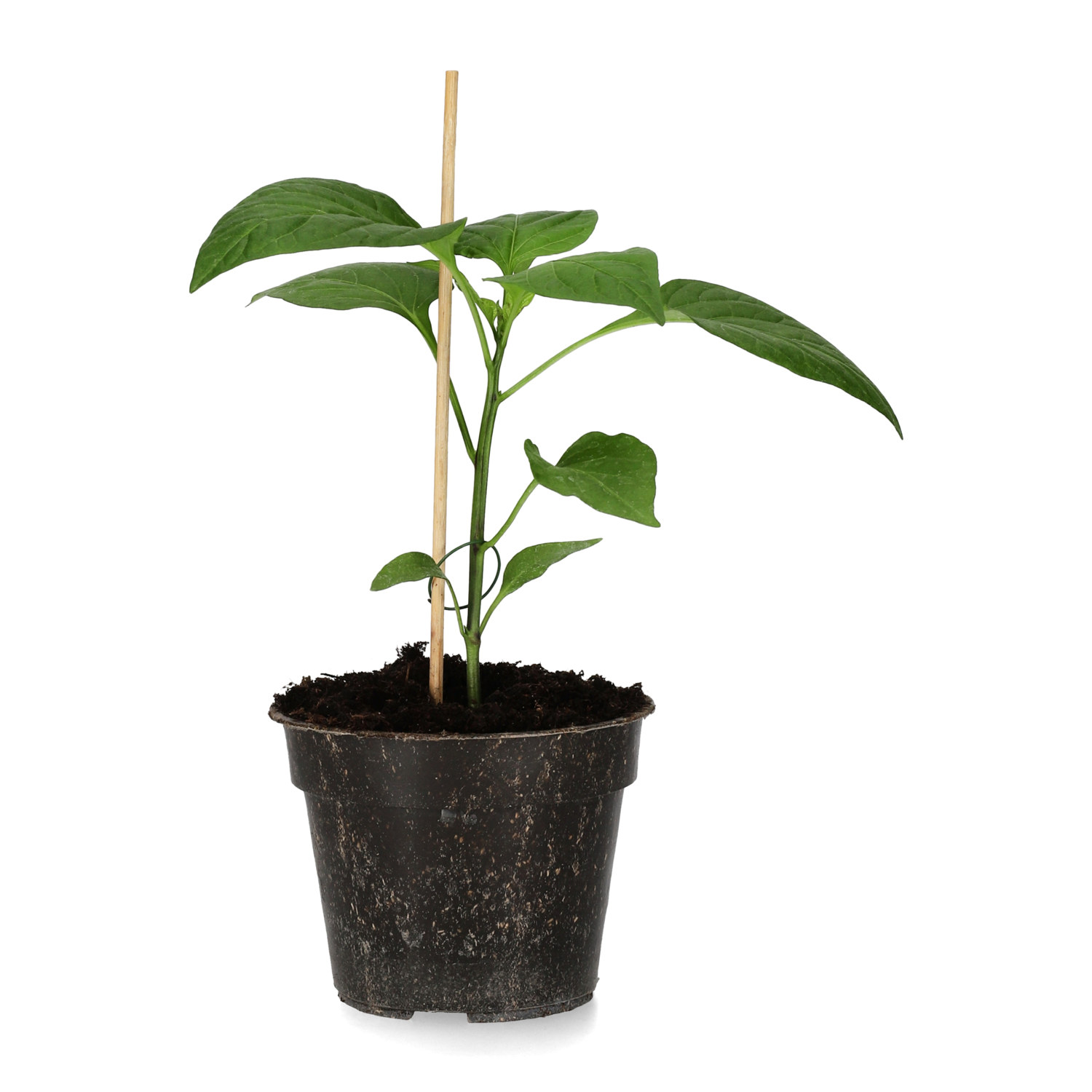 Snackpaprika 'Corno di Toro Rosso'