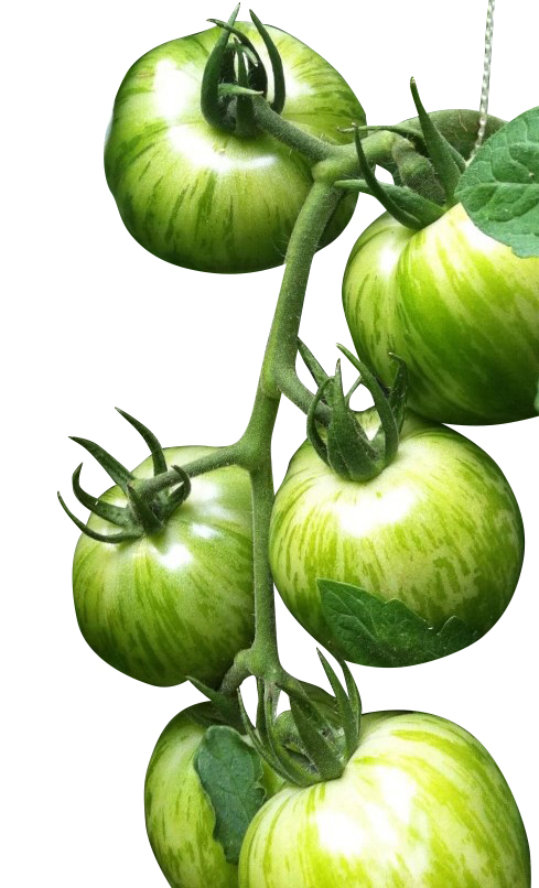 Tomat ‘Green Zebra’