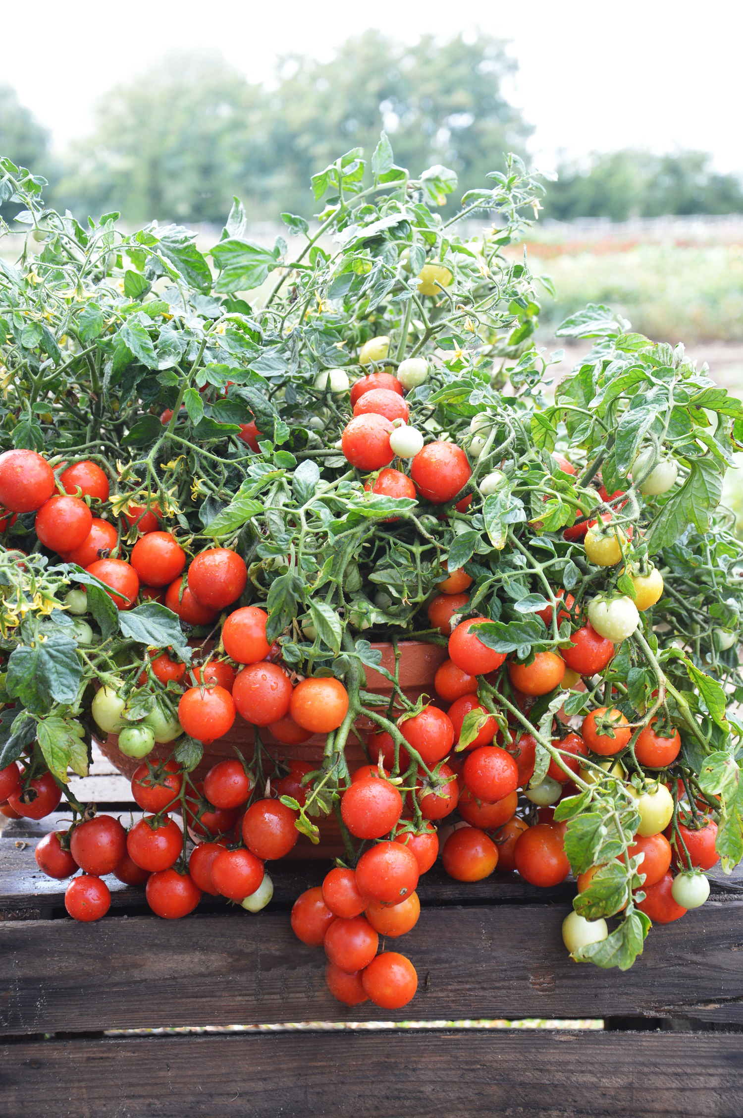 Cocktailtomat 'Maskotka'